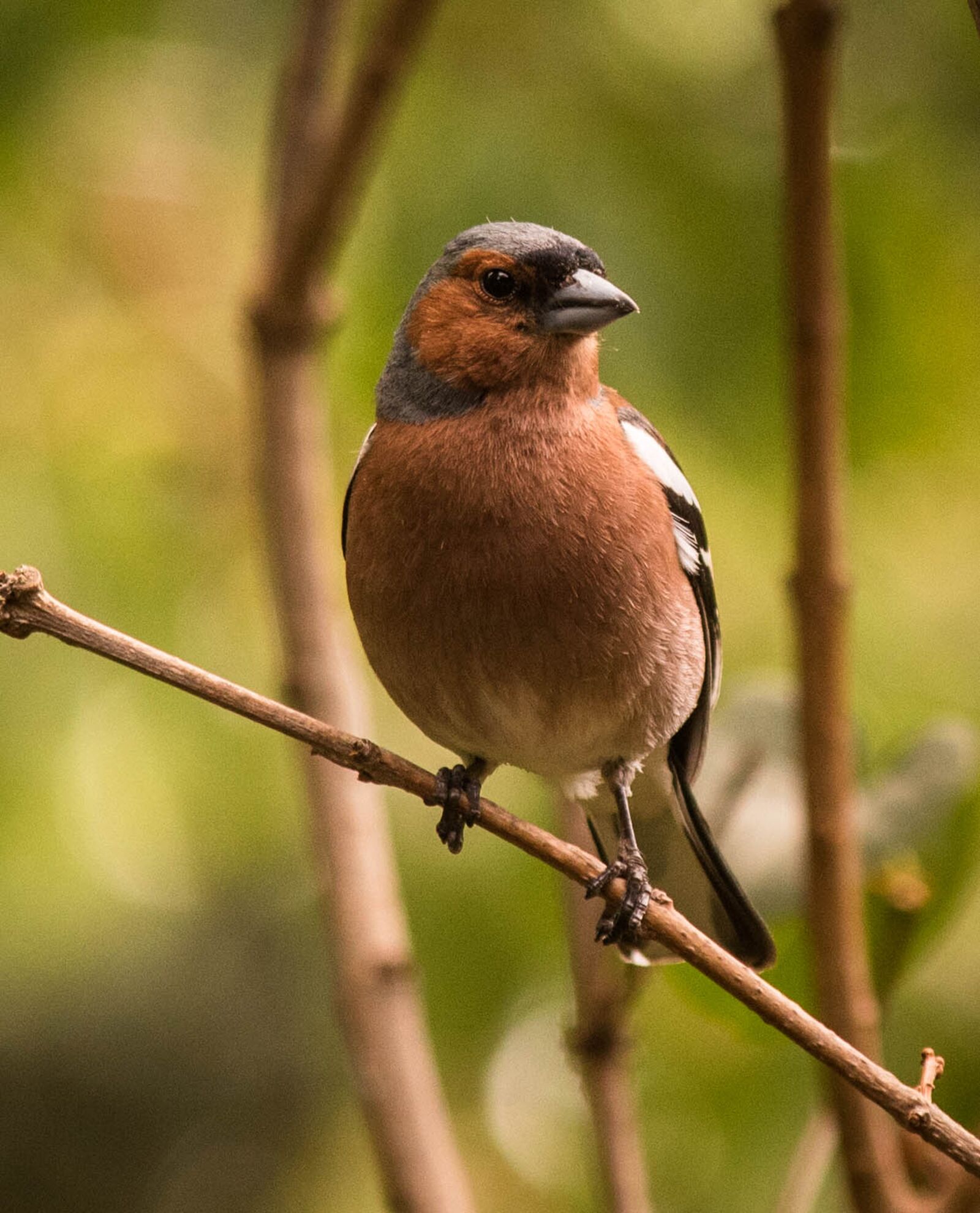 Nikon D5600 sample photo. Nature, birds, animal world photography