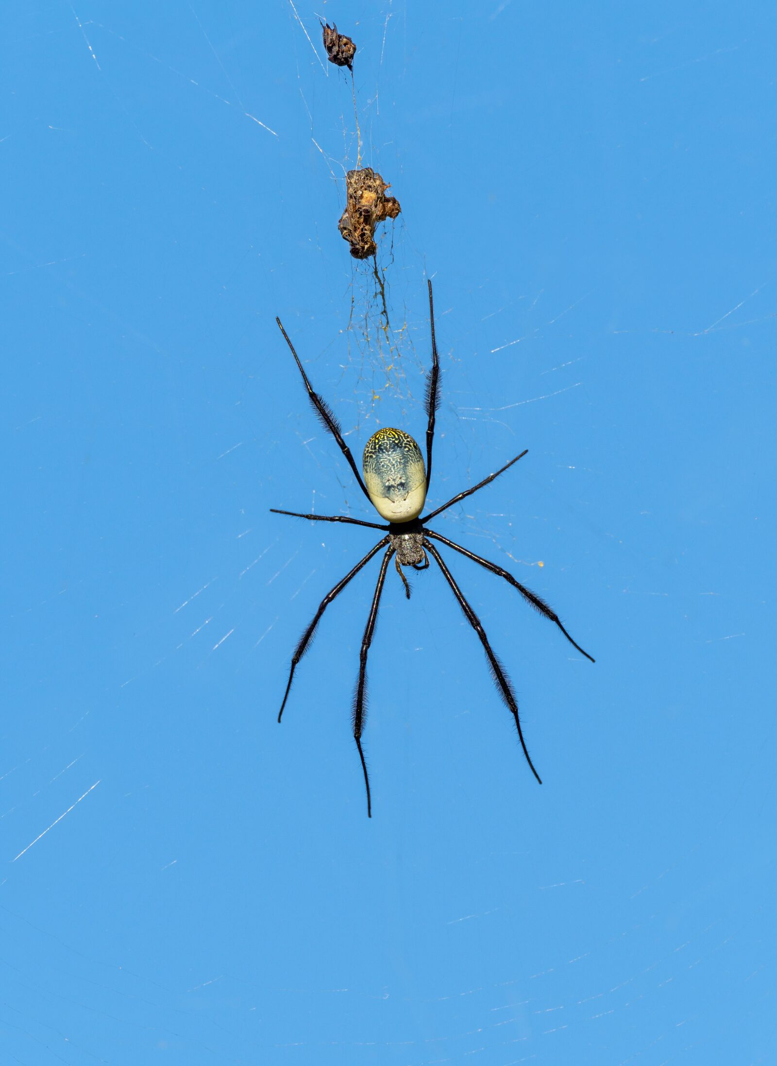 M.300mm F4.0 + MC-14 sample photo. Nephila fenestrata spider, spider photography