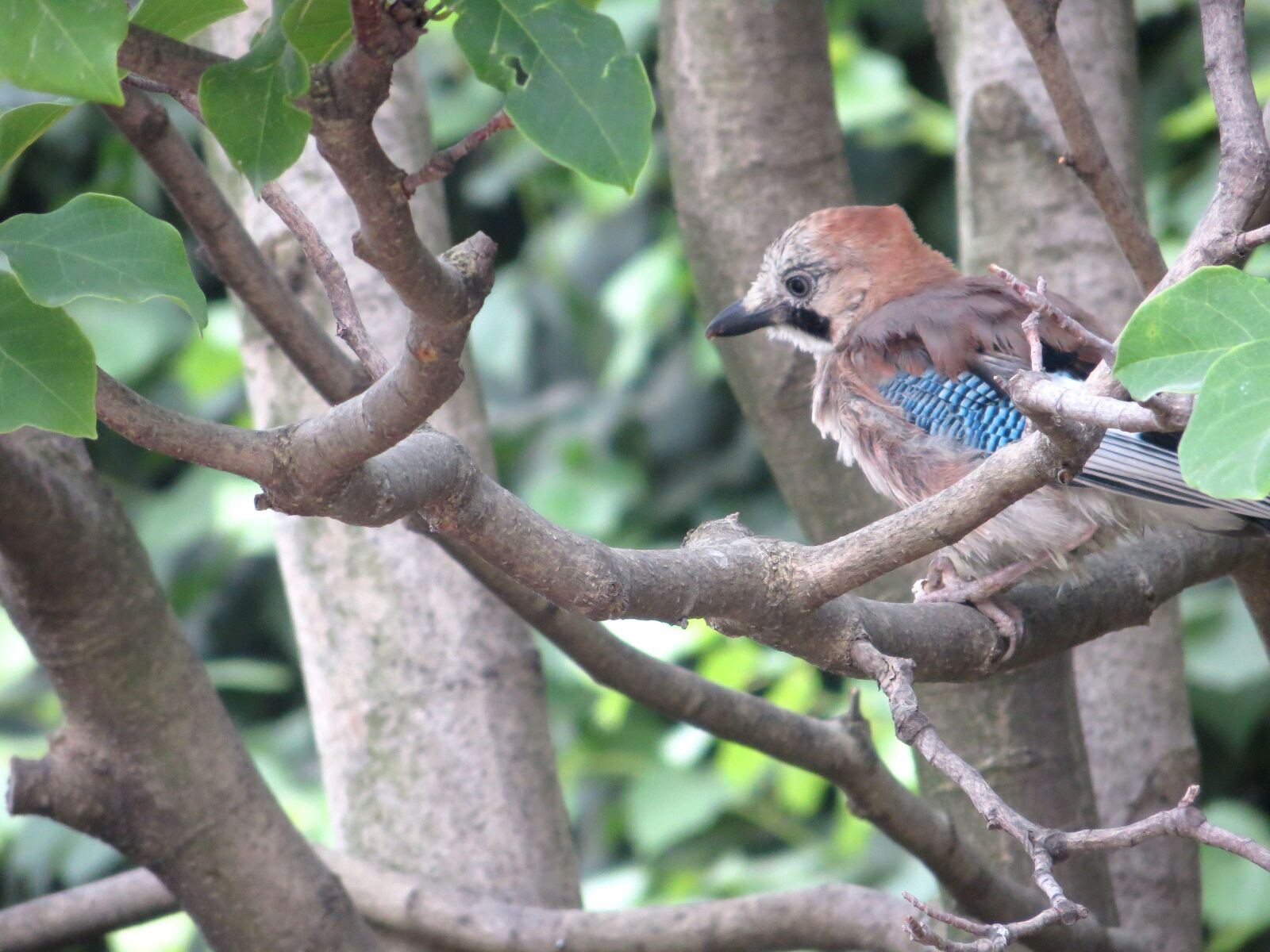 Canon PowerShot SX240 HS sample photo. Jay, oak trees, bird photography