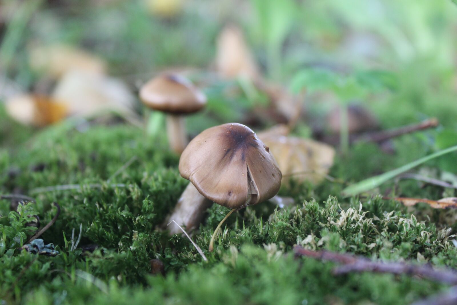 Canon EOS 600D (Rebel EOS T3i / EOS Kiss X5) sample photo. Mushroom, nature, natural photography