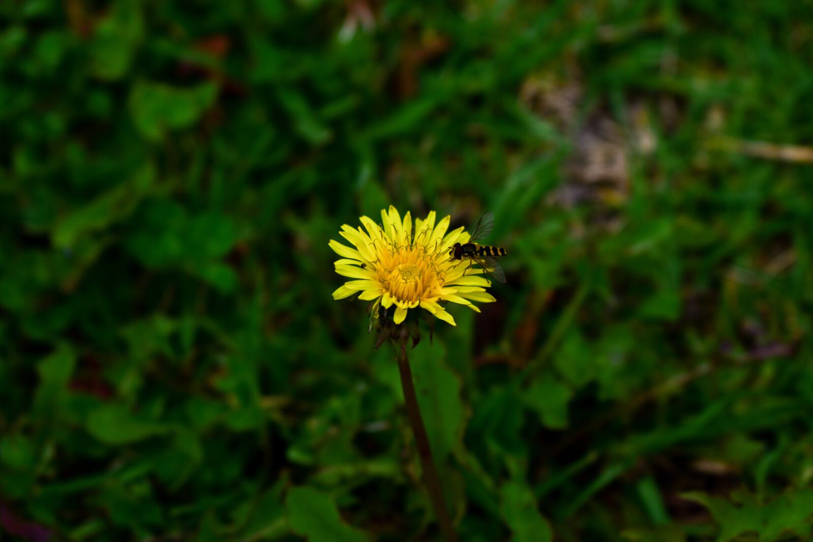 Nikon D3400 sample photo. Nature, plant, flower photography