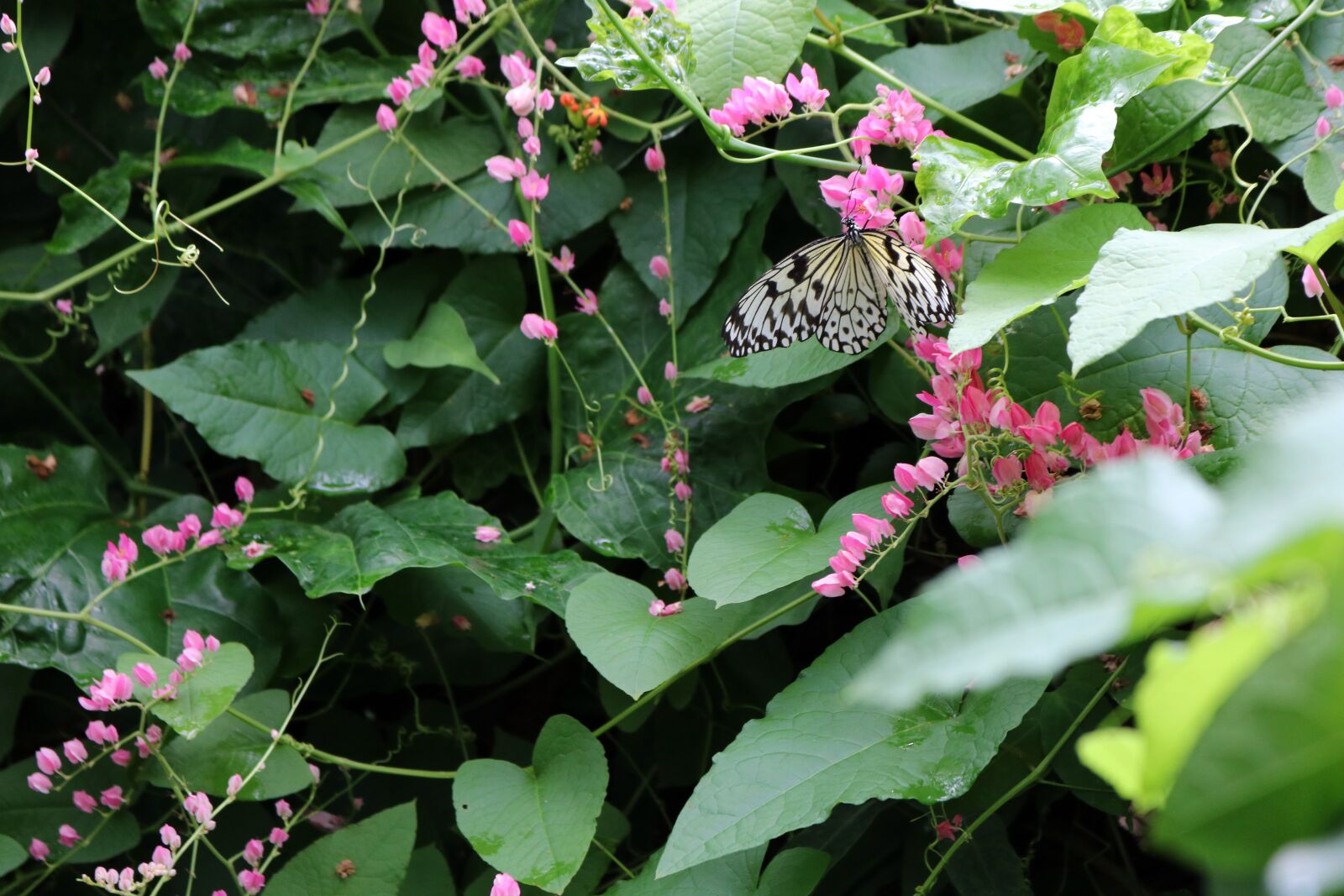 Canon EOS 750D (EOS Rebel T6i / EOS Kiss X8i) sample photo. Butterfly, white, branch photography