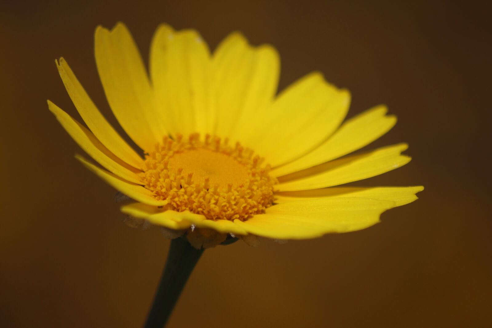 Canon EOS 600D (Rebel EOS T3i / EOS Kiss X5) sample photo. Flower, yellow, spring photography
