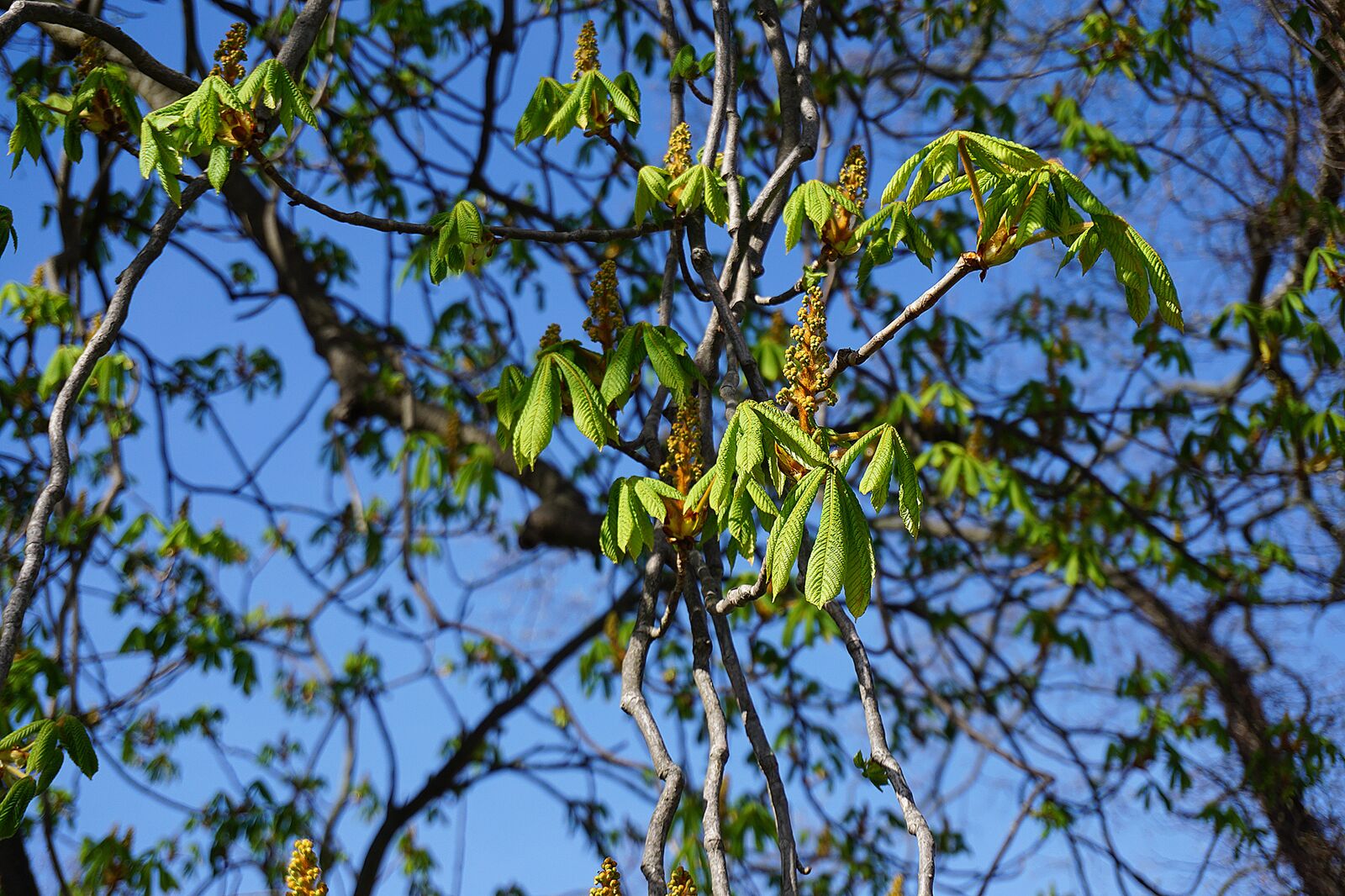 Sony a6000 sample photo. Chestnut, buckeye, blossom photography