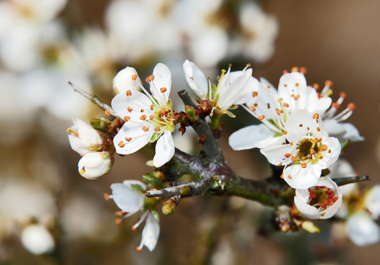 Panasonic Lumix DMC-FZ1000 sample photo. Spring, flowers, branch photography