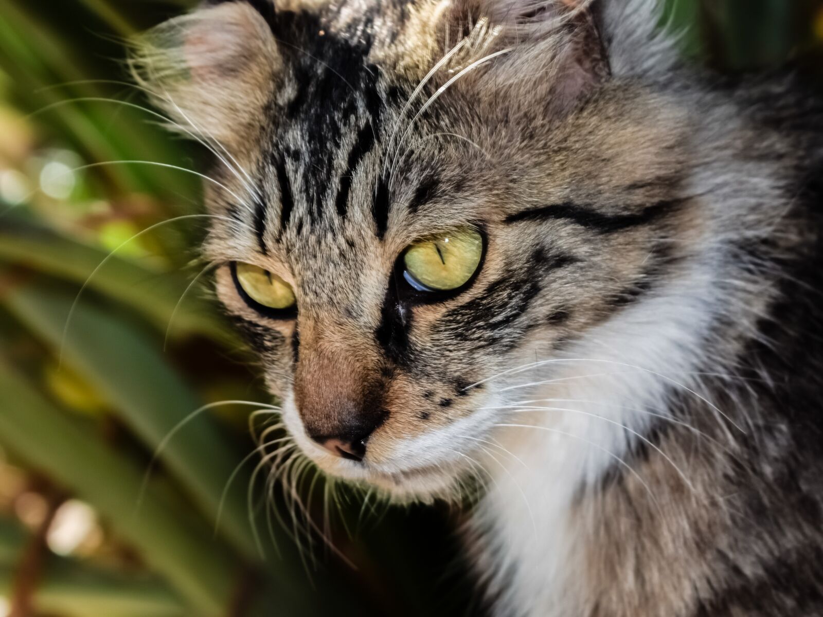 Nikon D3300 sample photo. Cat, stray, eyes photography
