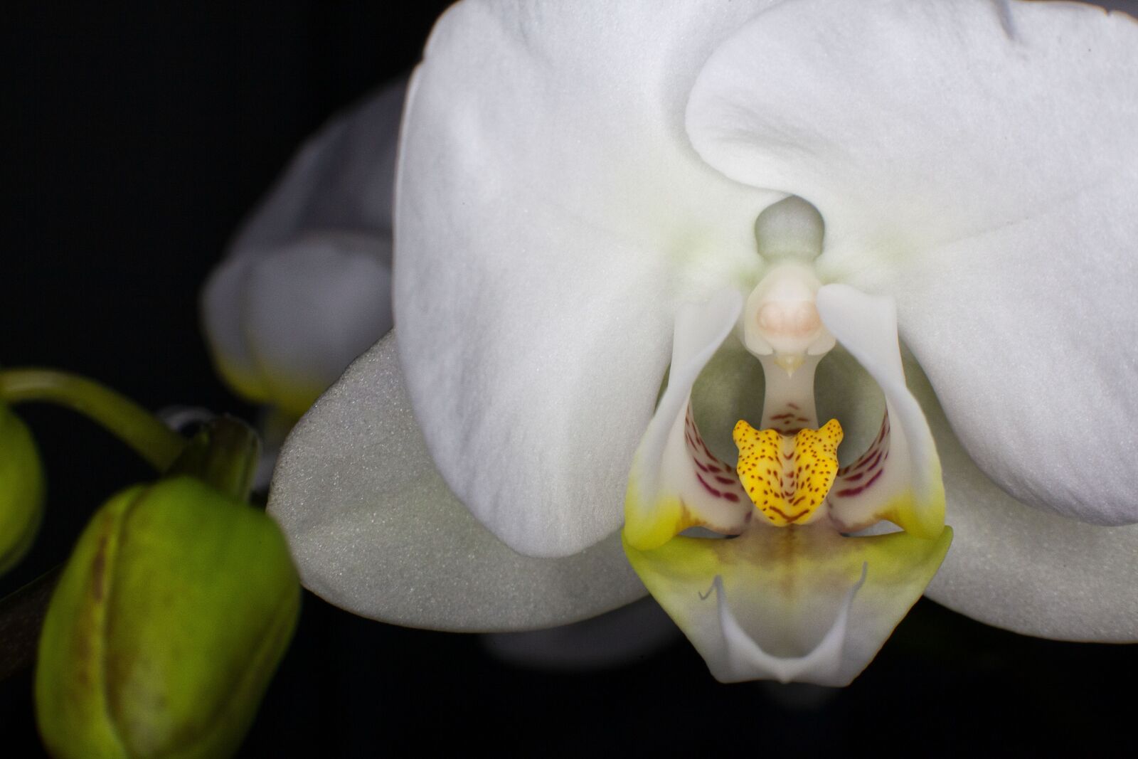 Canon EOS 5D Mark II sample photo. Macro, flower, nature photography