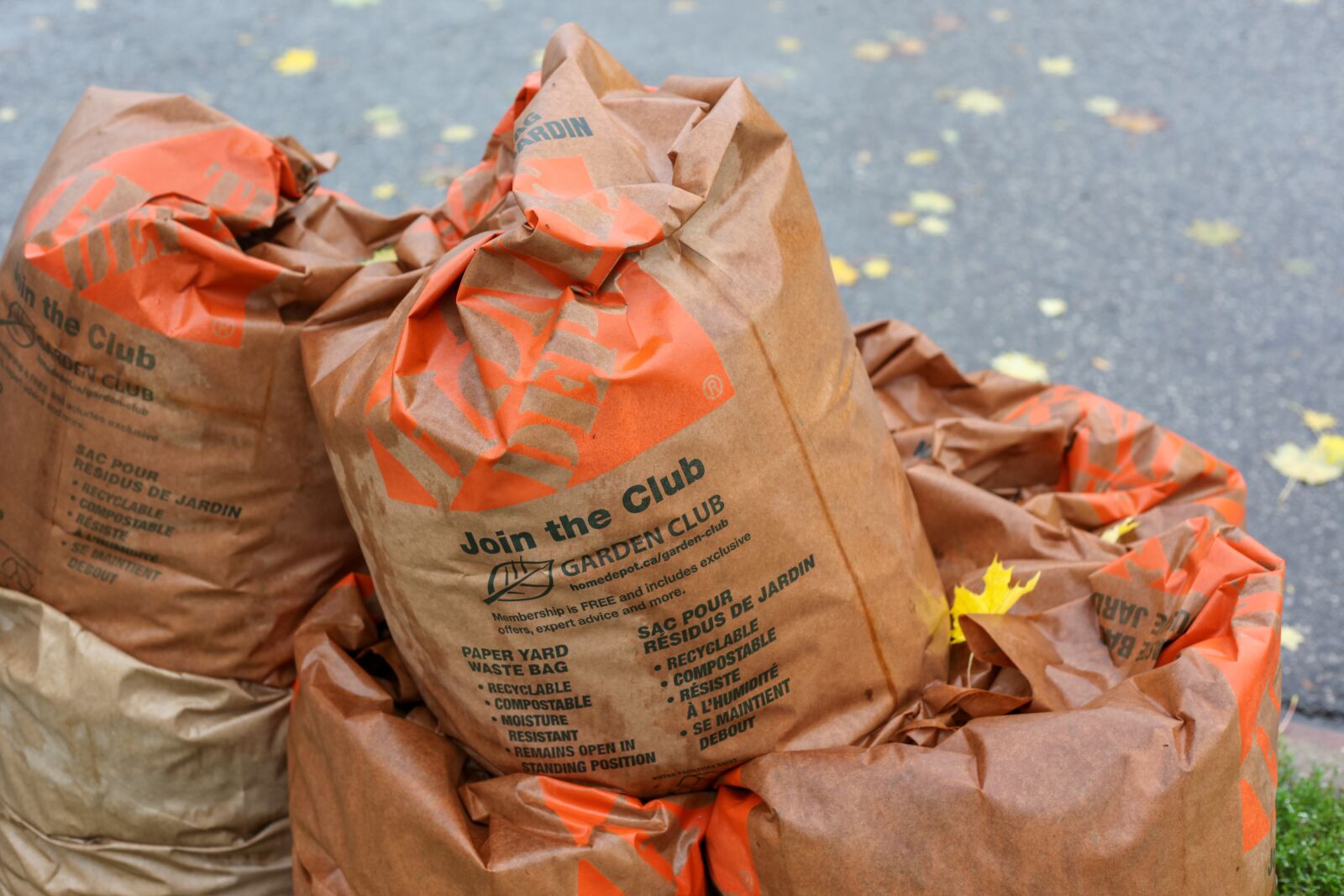 Canon EOS 5D Mark II sample photo. Leaves, organic waste, lukewarm photography