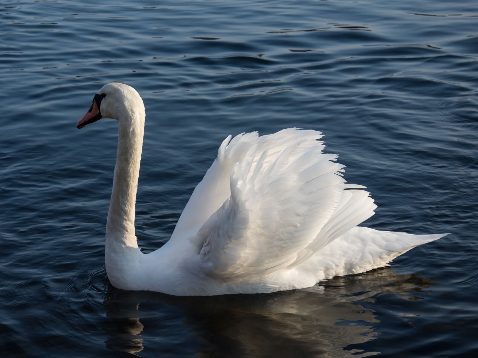 Nikon D7200 sample photo. Swan, sea, water photography