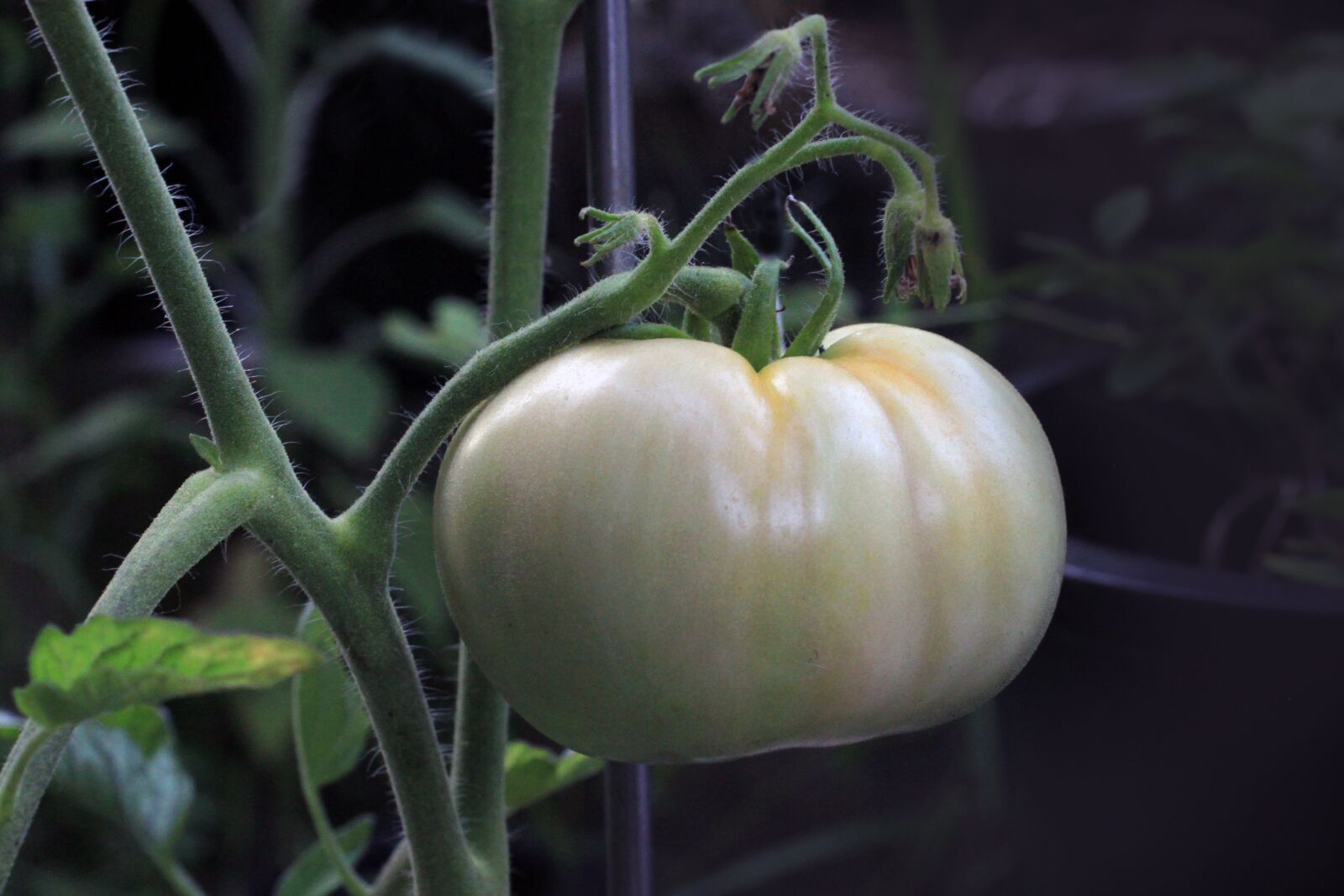 Canon EOS 500D (EOS Rebel T1i / EOS Kiss X3) sample photo. Tomato, food, nutrition photography