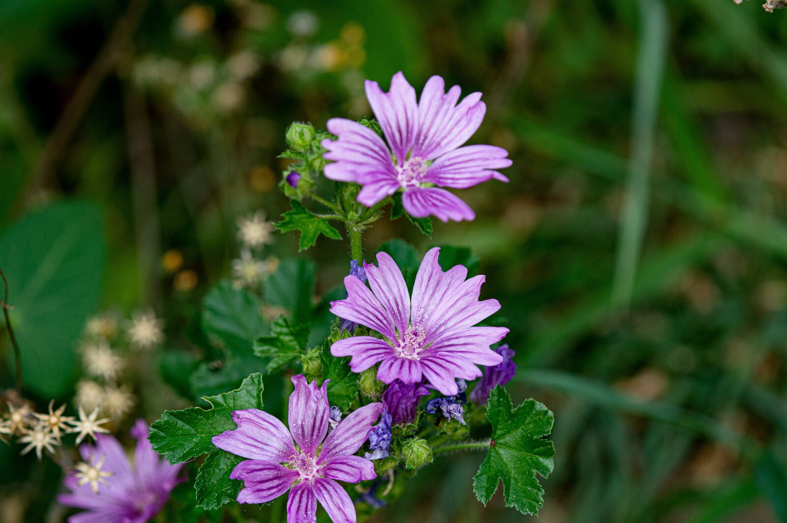 TAMRON SP 180mm F3.5 Di MACRO 1:1 B01N sample photo. Wildflowers, flowers, field photography