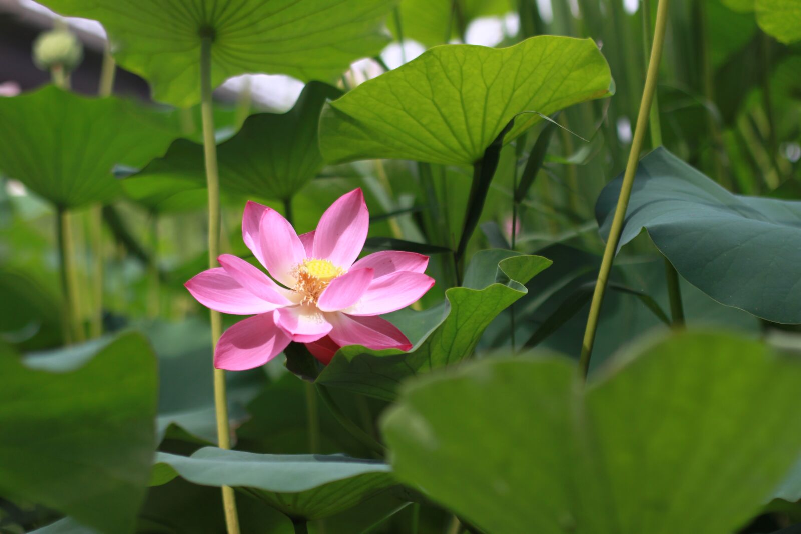 Canon EOS 500D (EOS Rebel T1i / EOS Kiss X3) sample photo. Plants, leaf, flowers photography