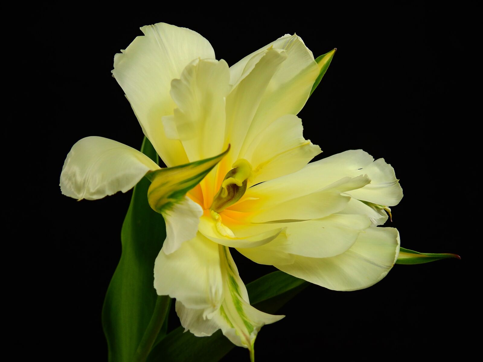 Nikon Coolpix P900 sample photo. Flowers, bloom, flower photography
