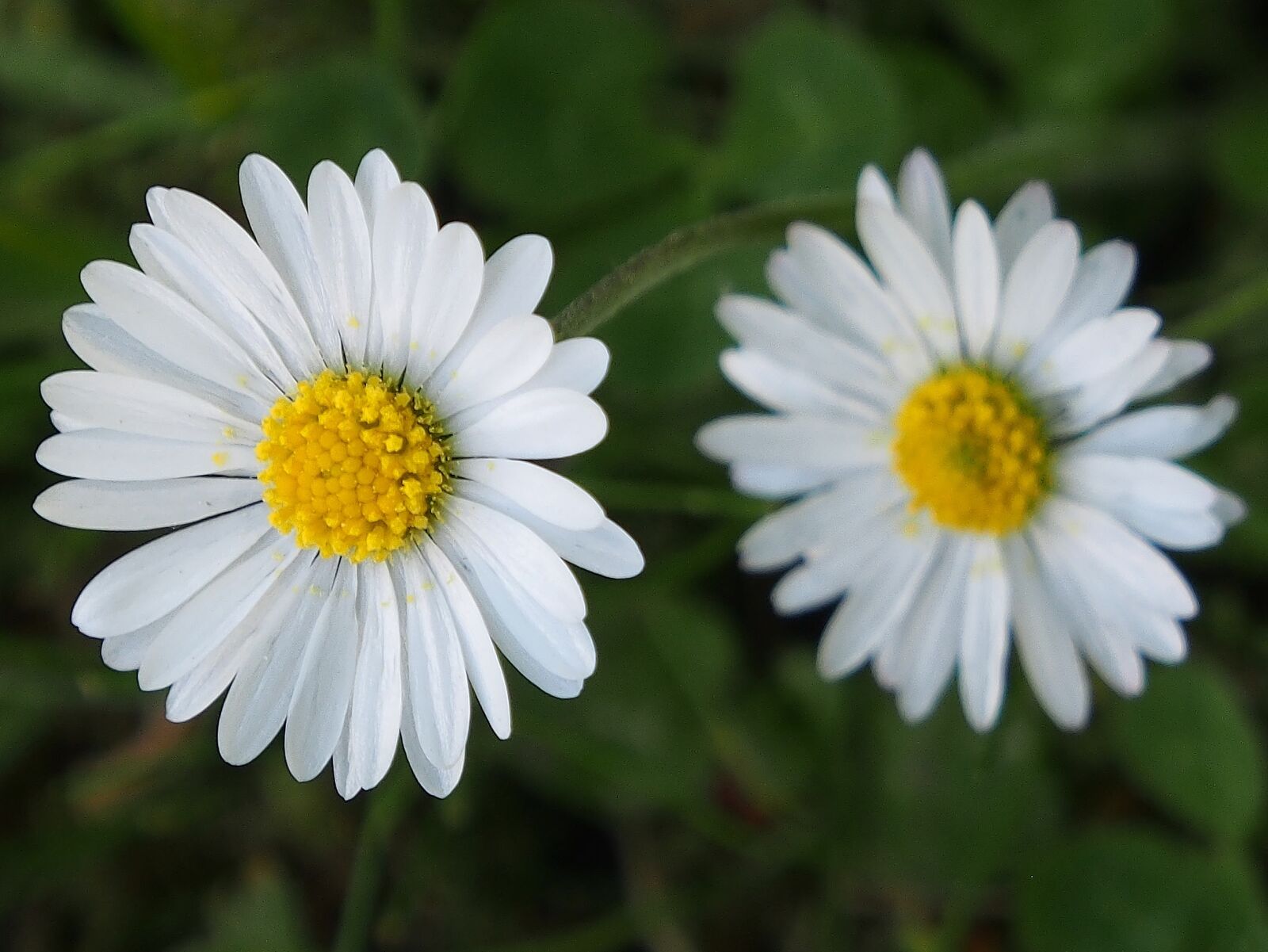 Olympus OM-D E-M5 sample photo. Daisy, small, white blossom photography