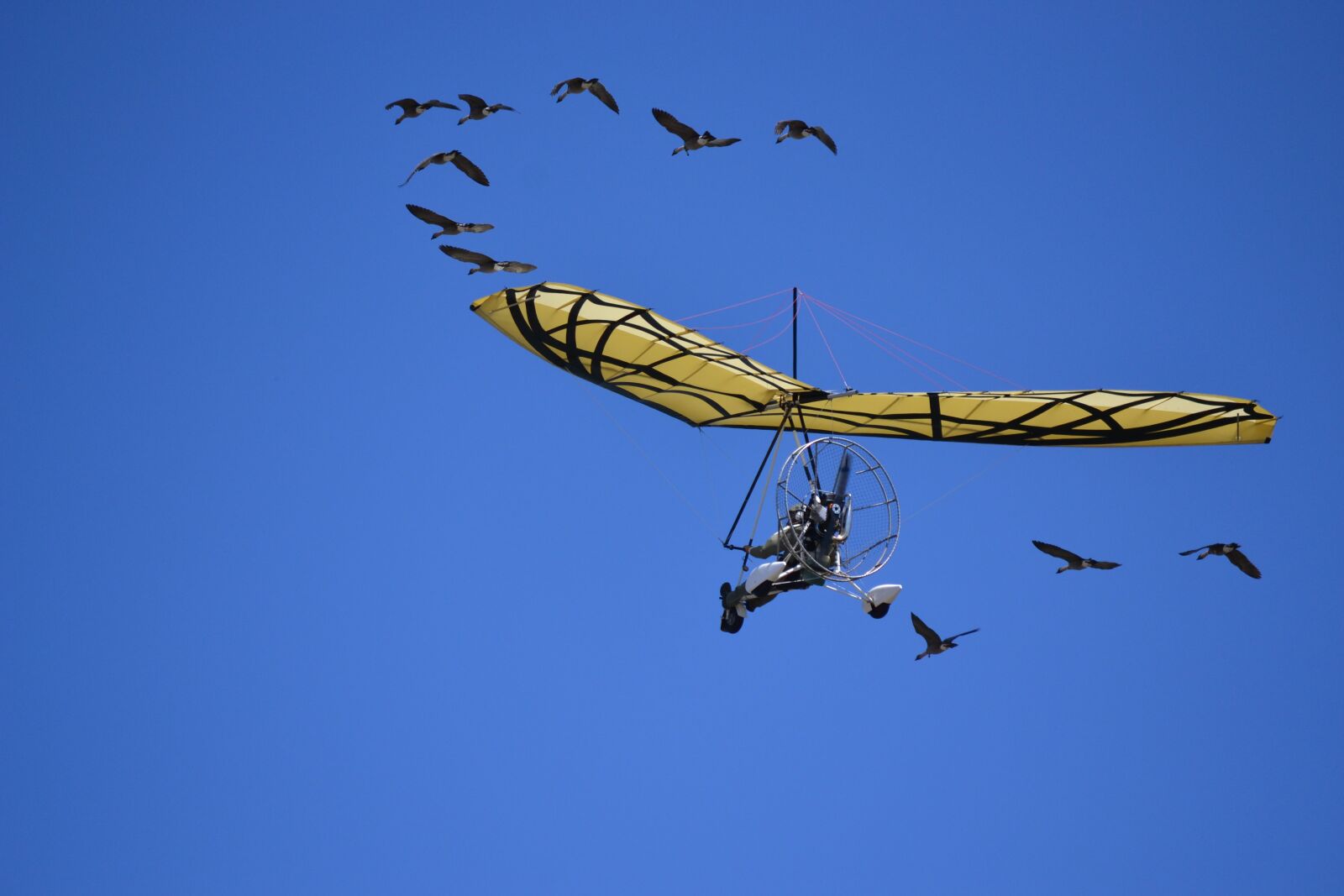 Nikon D3100 sample photo. Glider, geese, sky photography