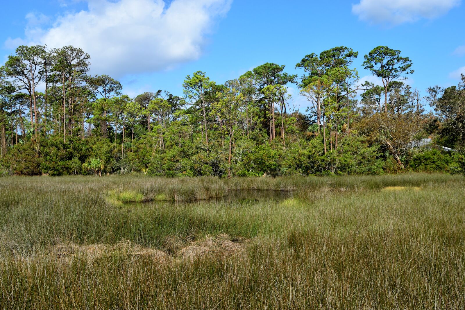 Nikon D3300 sample photo. Florida marshland, wetland, swamp photography