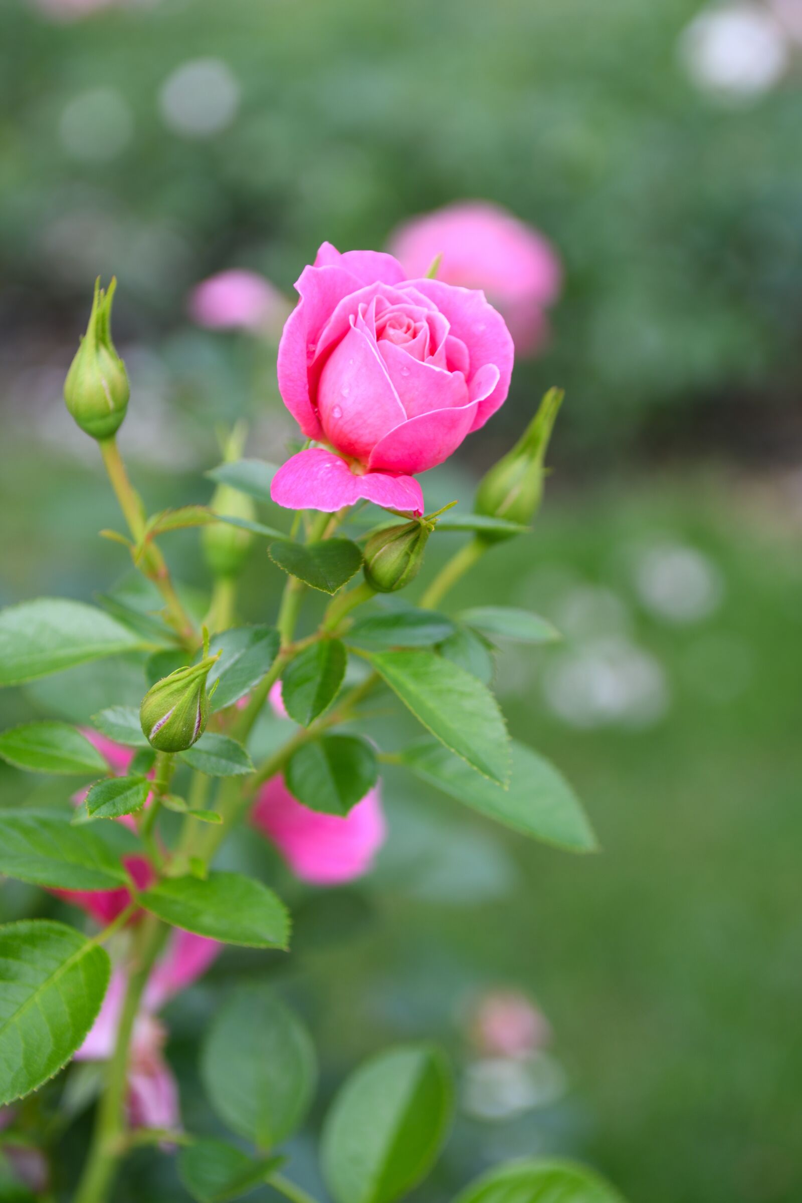 Nikon D500 sample photo. Rose, blooms, pink photography