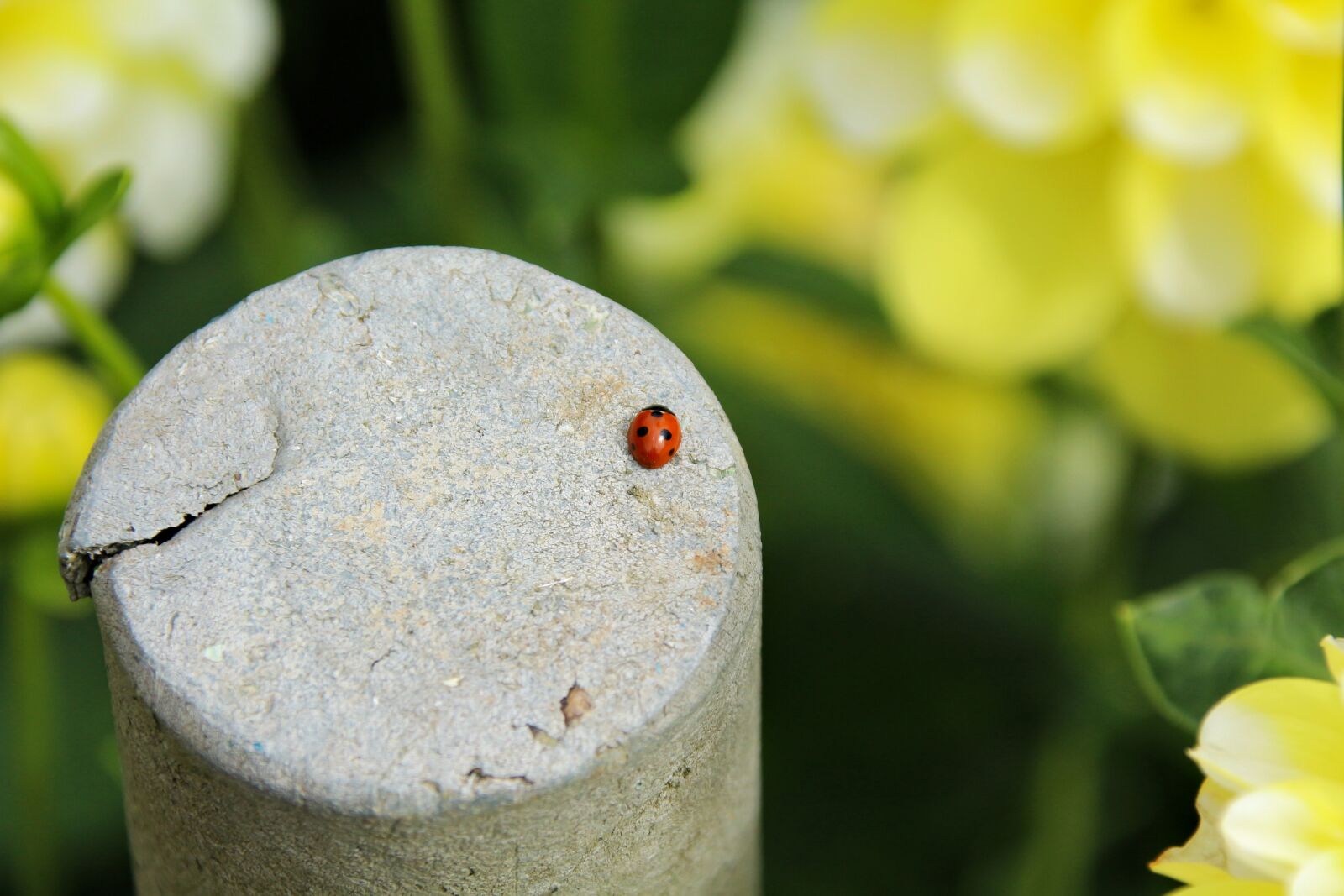 Canon EOS 700D (EOS Rebel T5i / EOS Kiss X7i) sample photo. Flower, plant, nature photography