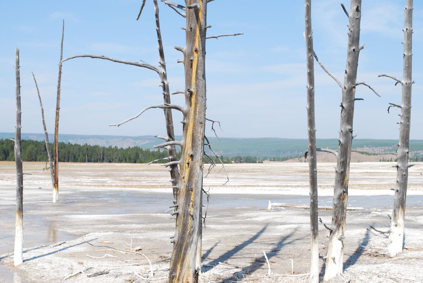 Nikon D60 sample photo. Beautiful landscape, yellowstone, trees photography