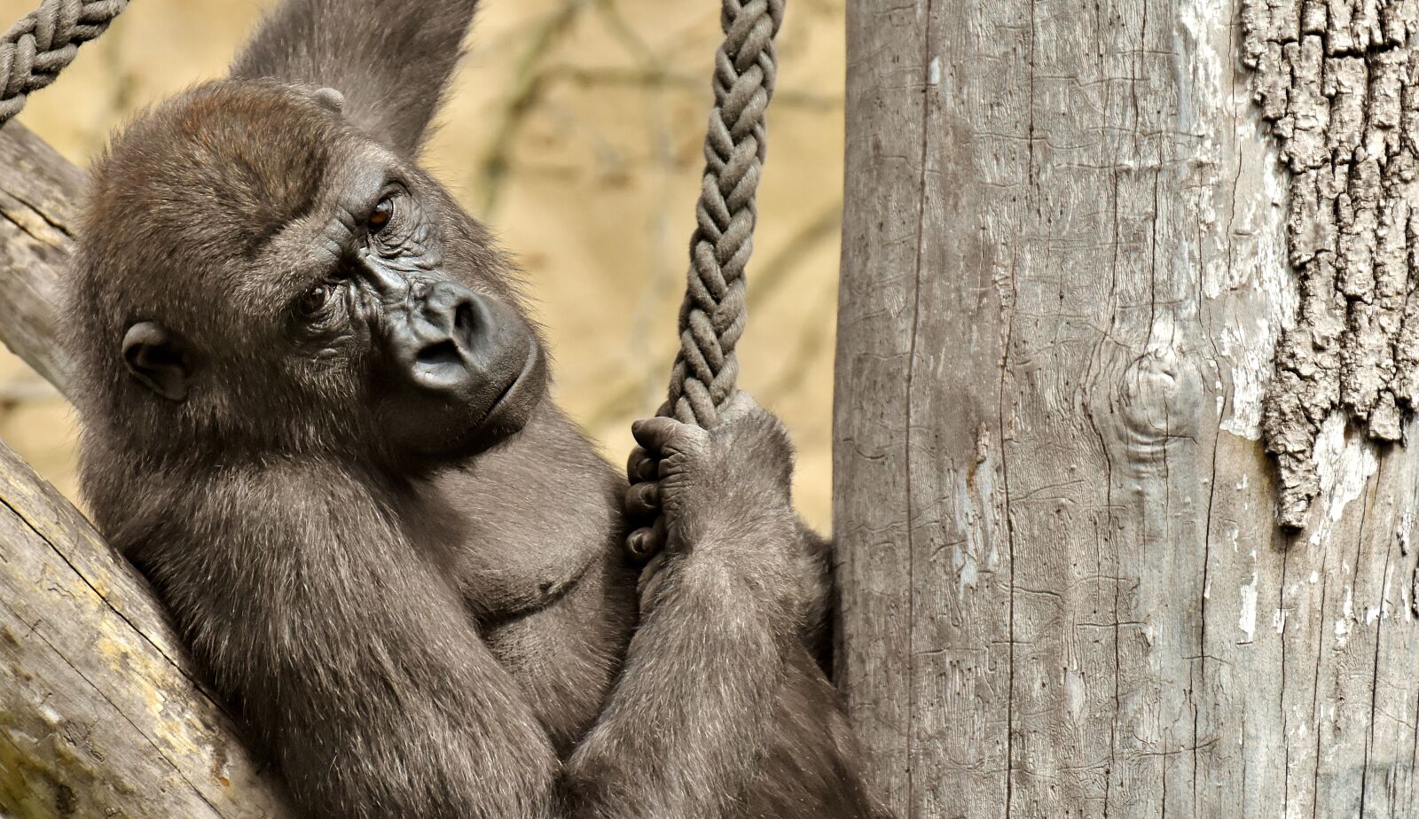 Nikon D7200 sample photo. Gorilla, monkey, animal photography