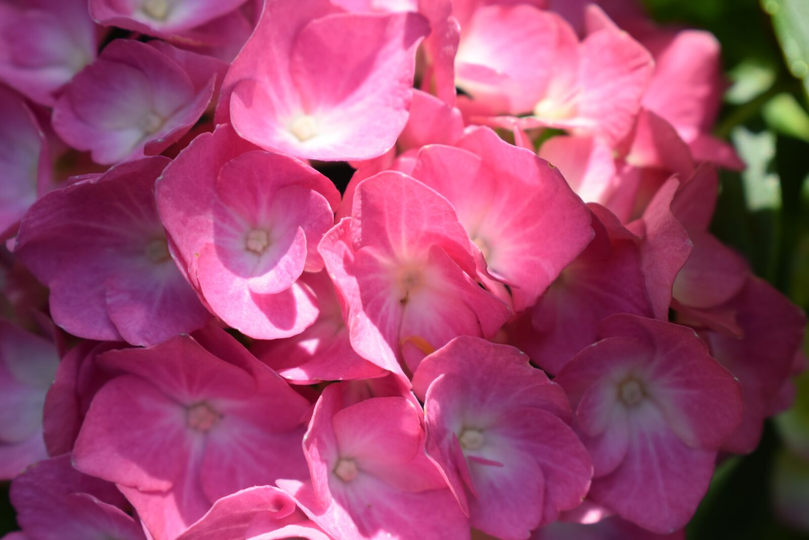 Nikon D5300 sample photo. Hydrangea, blossom, bloom photography