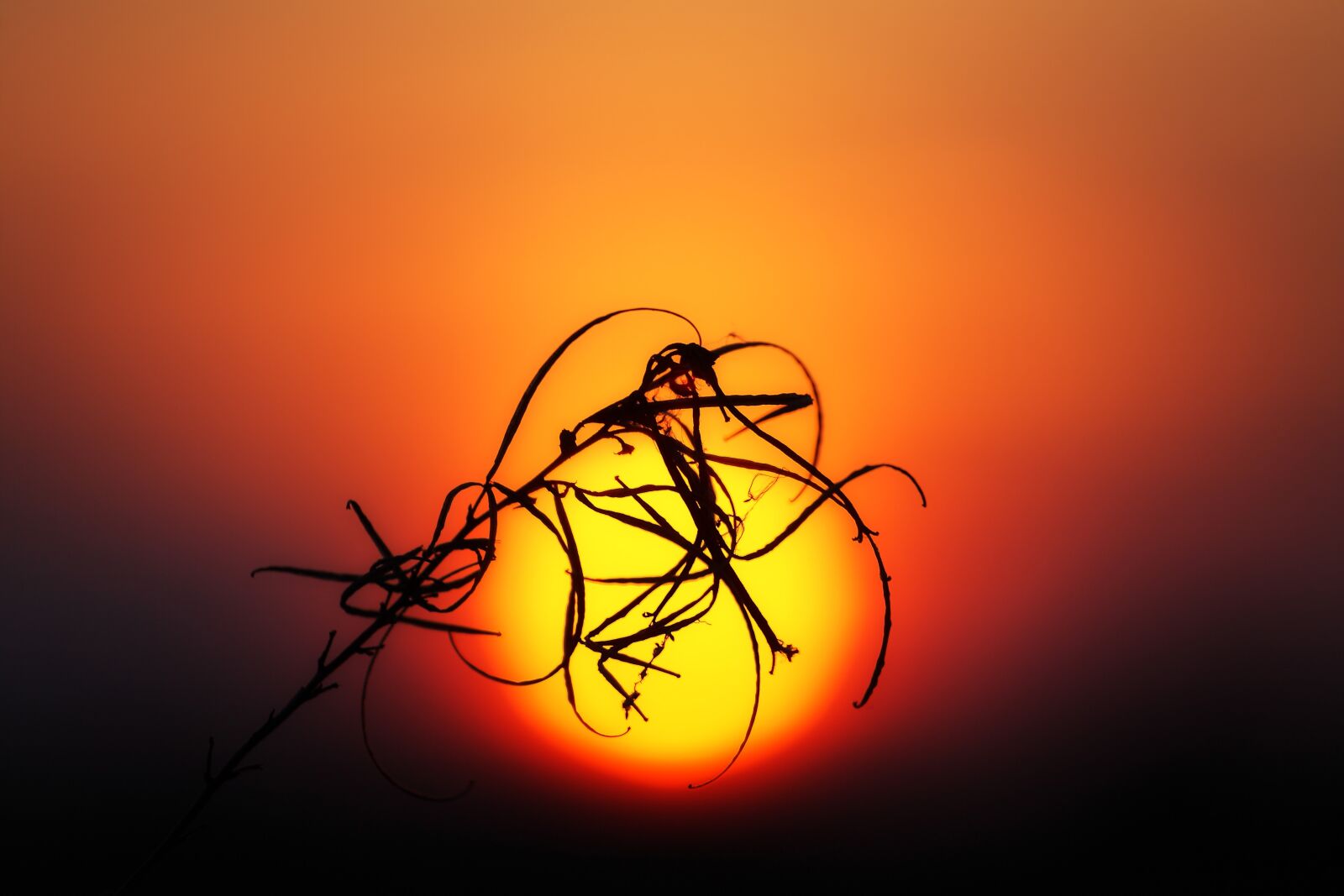 Canon EOS 5D sample photo. Sunset, sun, plant photography