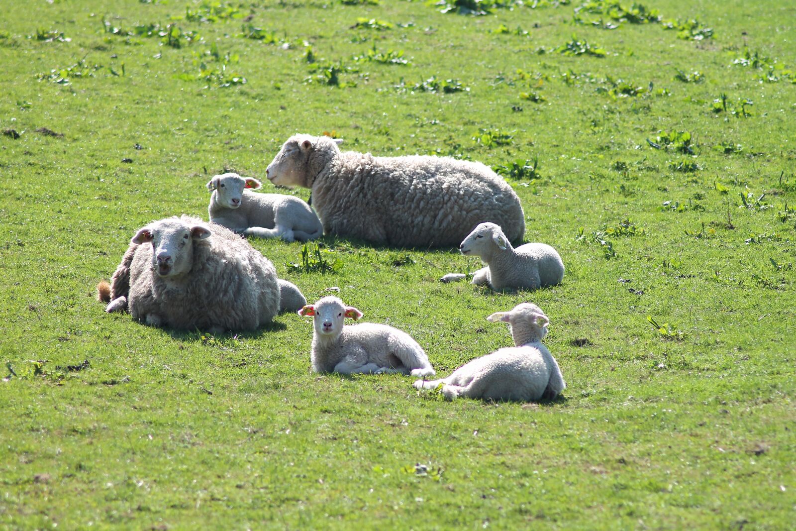 Canon EOS 1100D (EOS Rebel T3 / EOS Kiss X50) sample photo. Easter, lamb, easter lamb photography