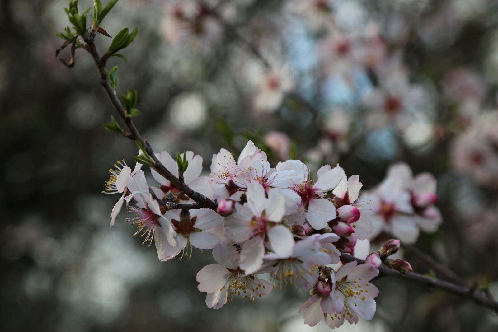 Canon EF 24-105mm F4L IS USM sample photo. Flower, tree, nature photography