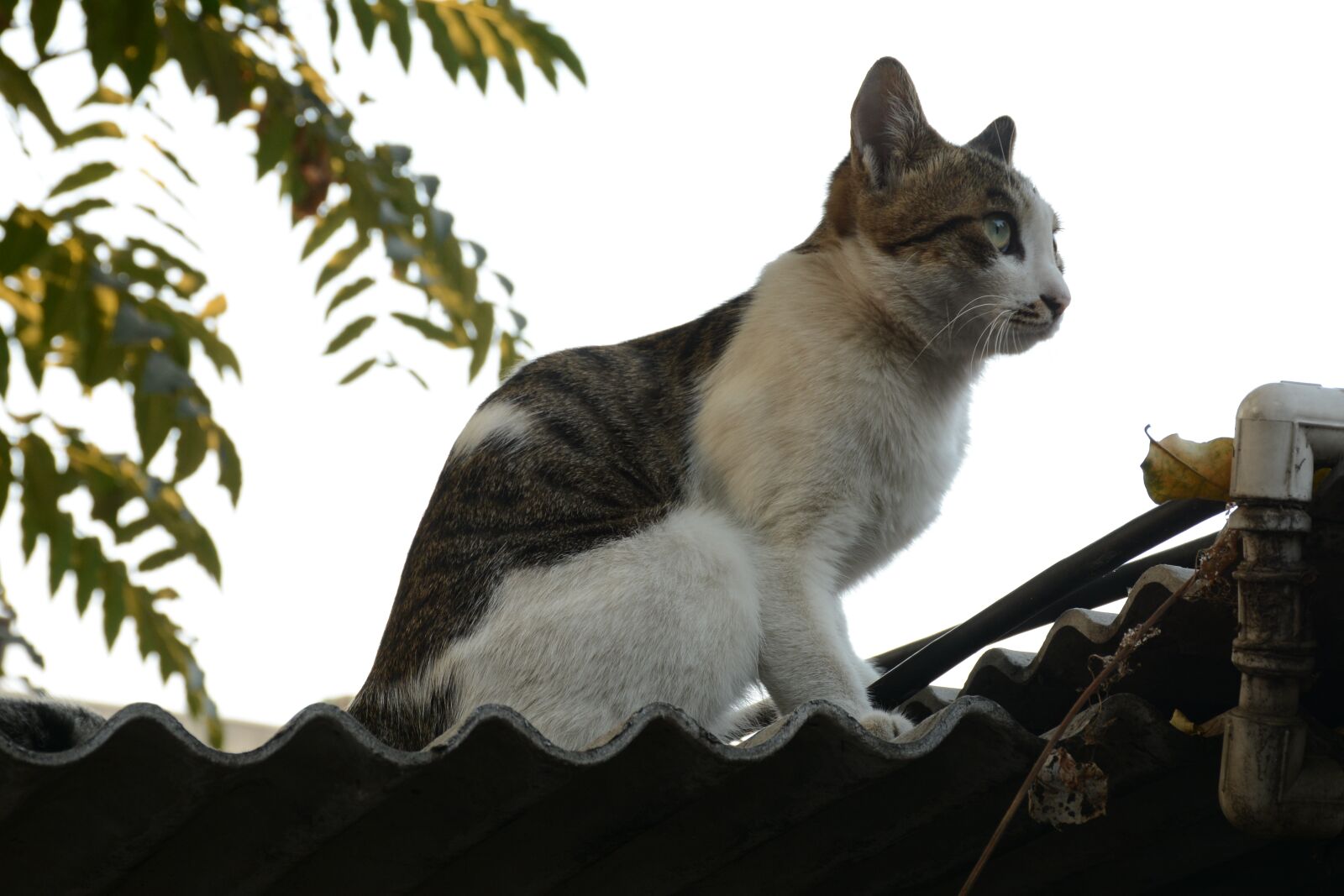 Nikon D7100 sample photo. Cat, tabby cat, fat photography