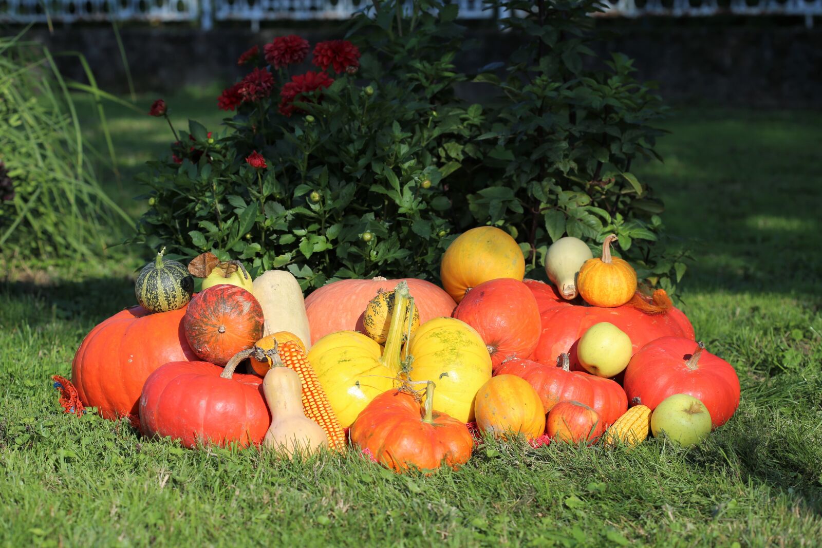 Canon EOS 6D + Canon EF 100mm F2.8 Macro USM sample photo. Pumpkins, colorful, autumn photography