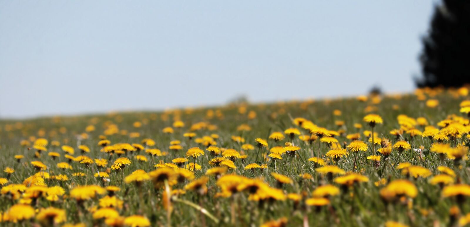 Canon EF-S 55-250mm F4-5.6 IS STM sample photo. Dandelion, meadow, dandelion meadow photography