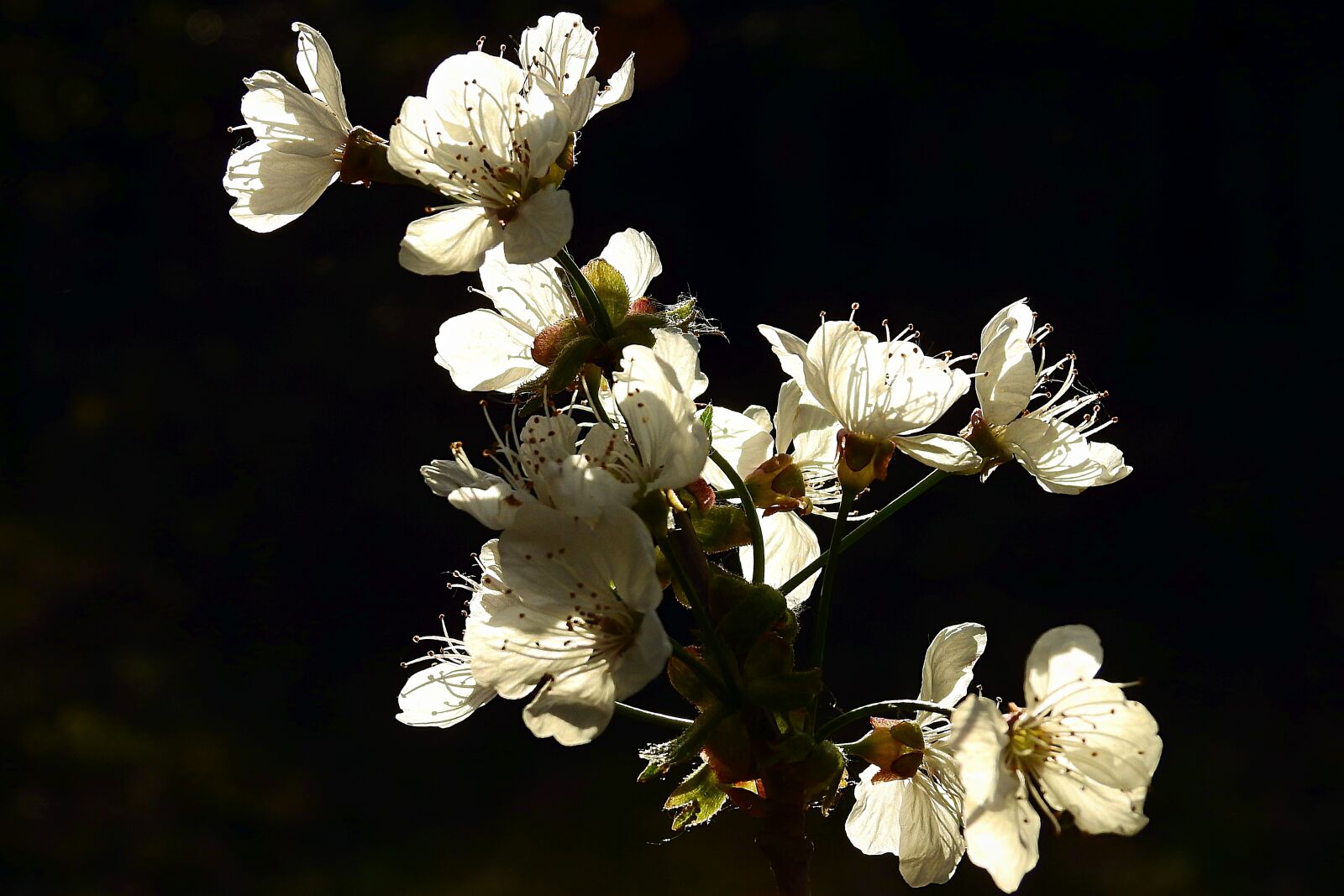 Nikon Coolpix P900 sample photo. Flowers, flowering, spring photography