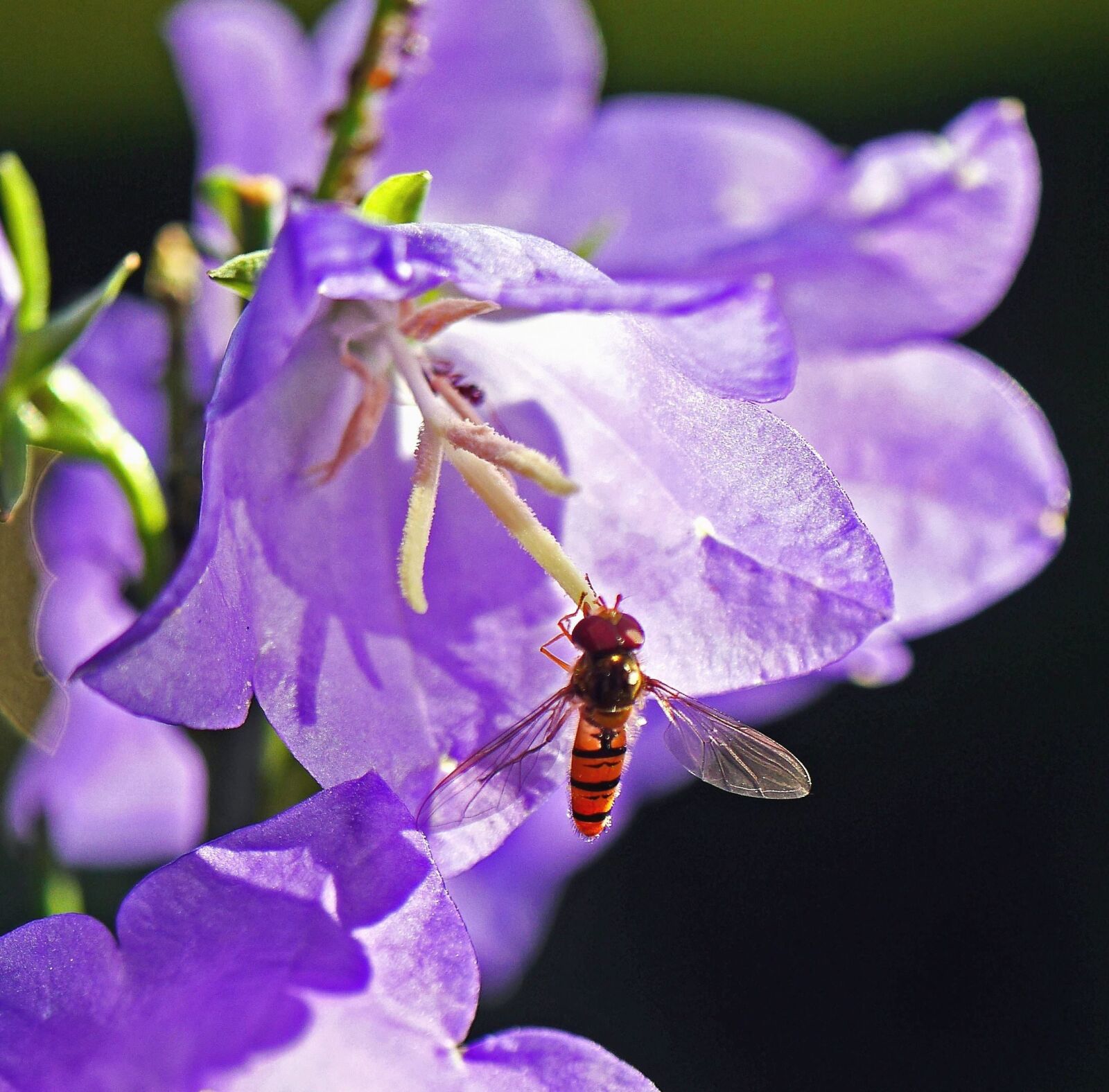 Panasonic Lumix DMC-GH3 sample photo. Purple, flower, bee, plant photography