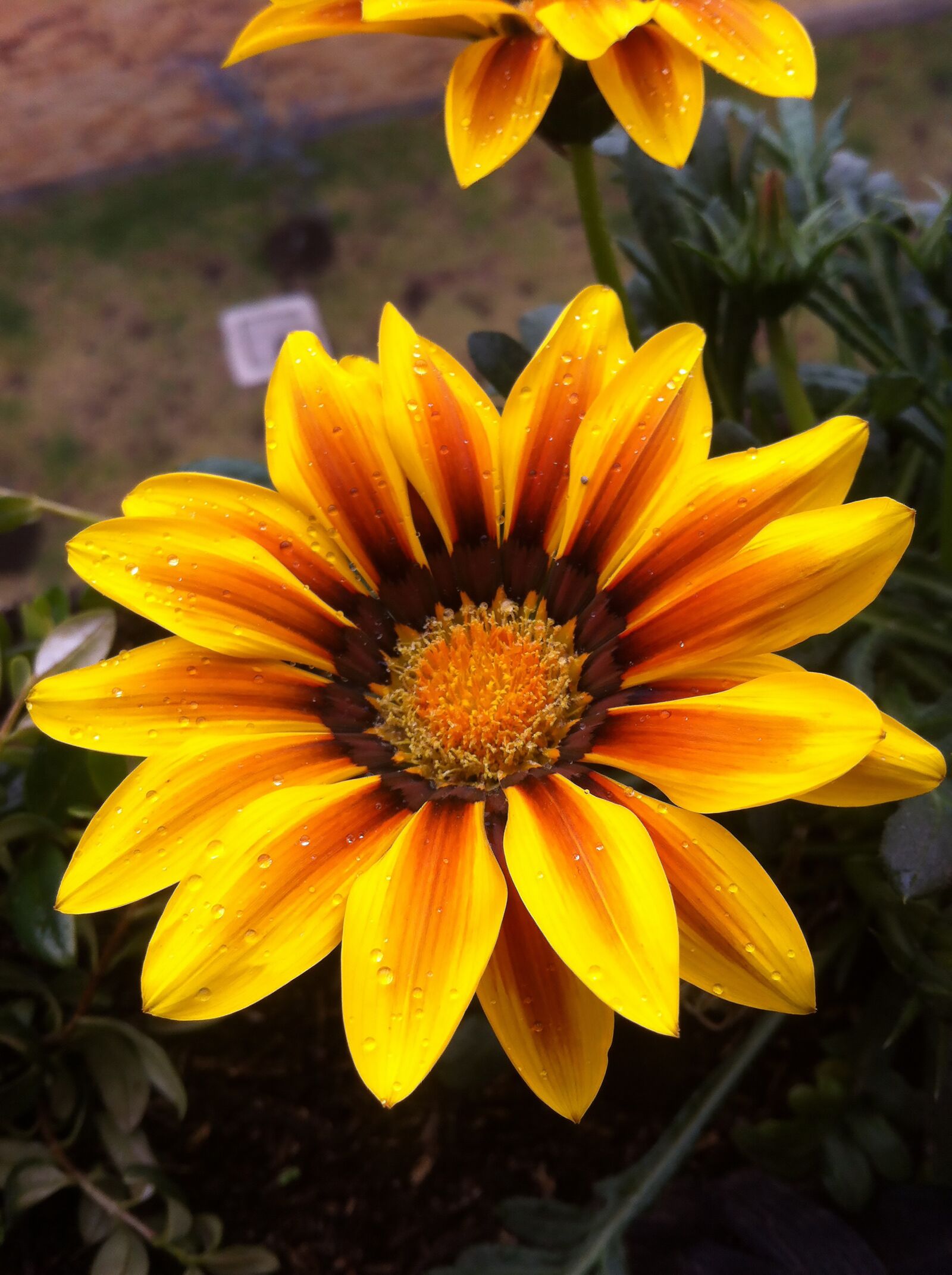 Apple iPhone 4 sample photo. Flower, sunflower, petals photography