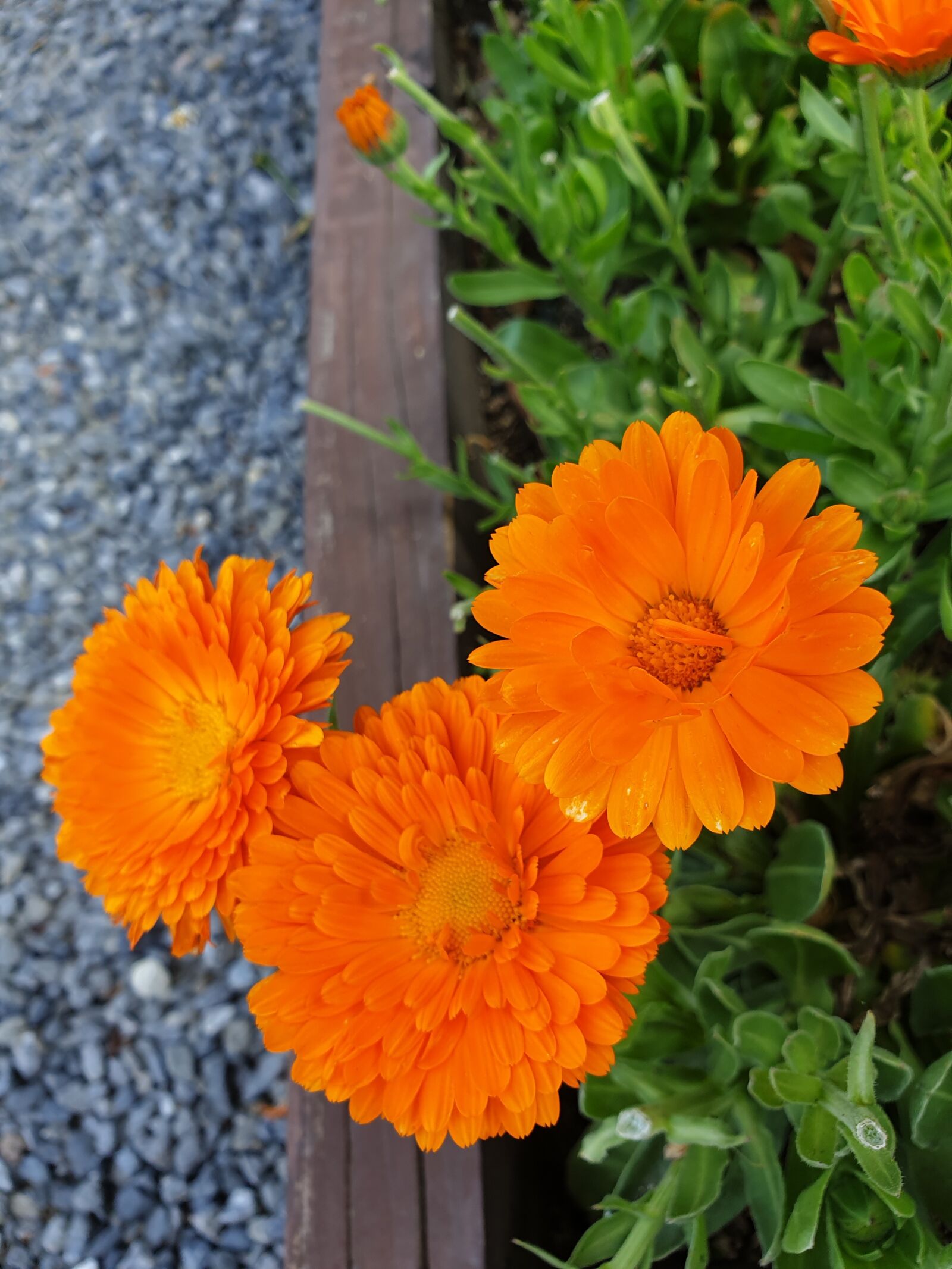 Samsung Galaxy Note9 sample photo. Flowers, garden, wildflower photography