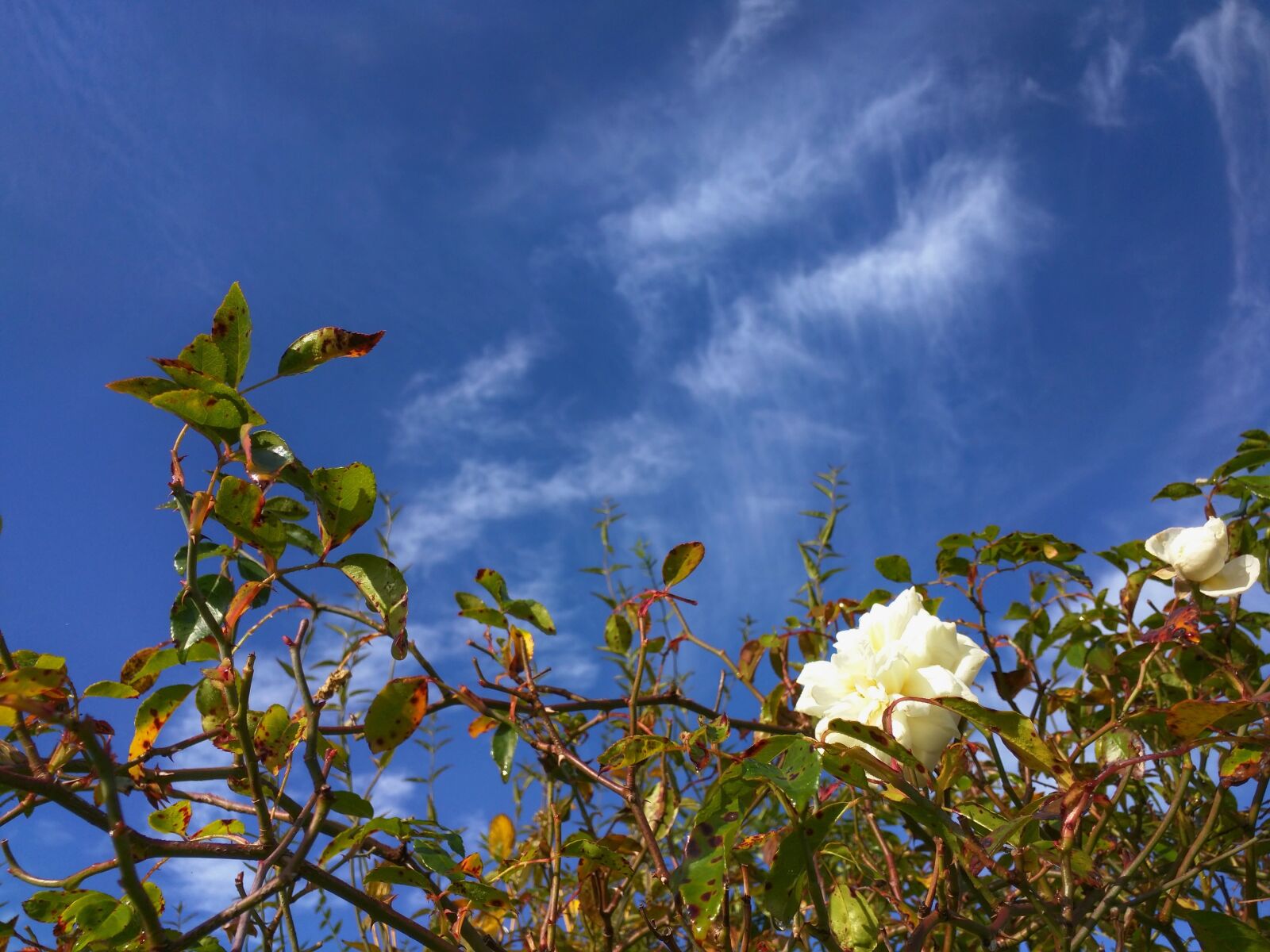 Motorola Nexus 6 sample photo. White rose, flower, english photography
