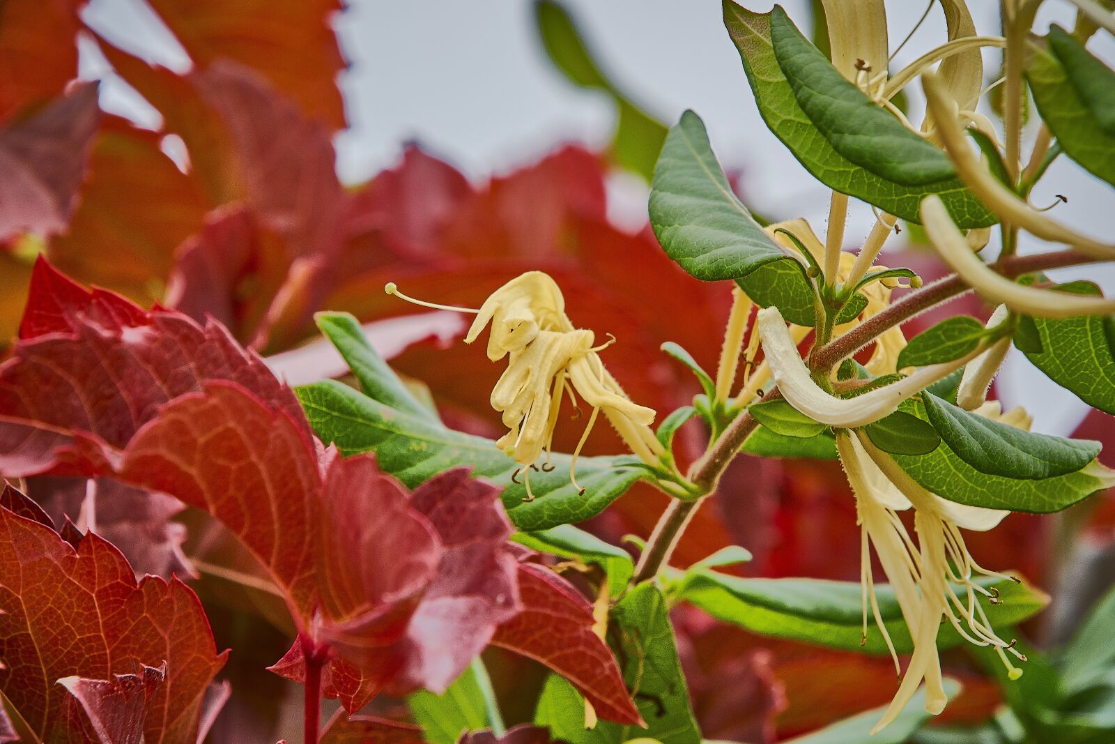 Nikon D7200 sample photo. Autumn, red, forest photography
