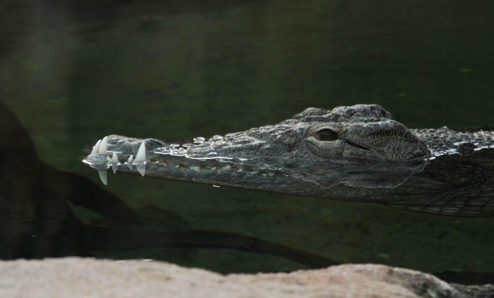 Canon EOS 550D (EOS Rebel T2i / EOS Kiss X4) sample photo. Body of water, crocodile photography