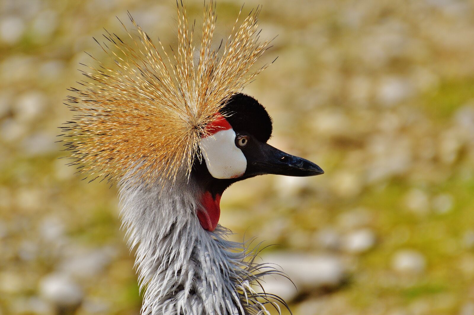 Nikon D3200 sample photo. Bird, feather, colorful photography