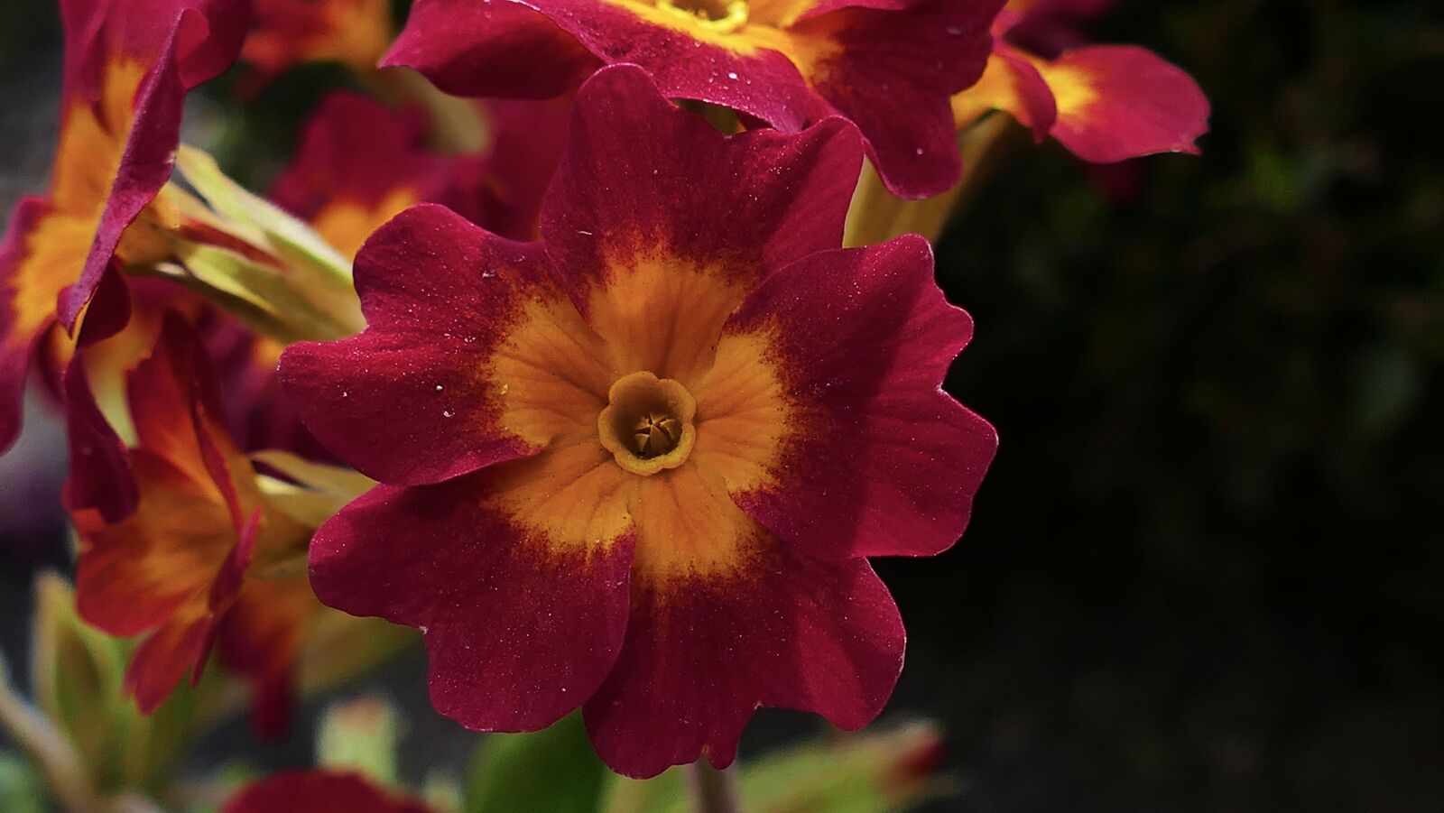 Panasonic Lumix DMC-FZ1000 sample photo. Primula, spring, flower photography