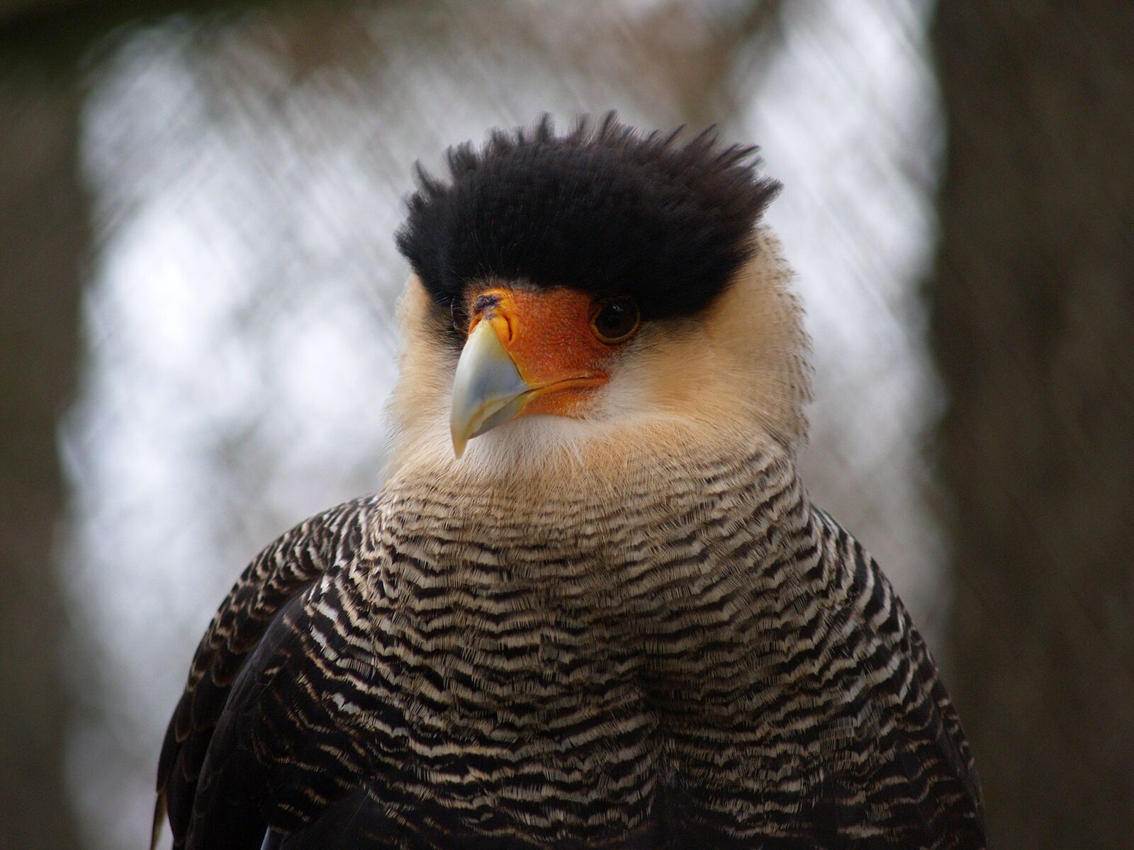 Olympus E-300 (EVOLT E-300) sample photo. Falcon, bird, raptor photography