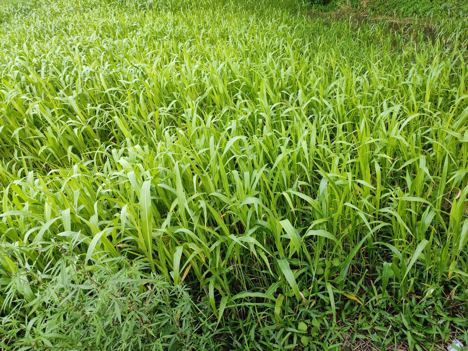Xiaomi Redmi Note 7 Pro sample photo. Nature, green grass, leaves photography
