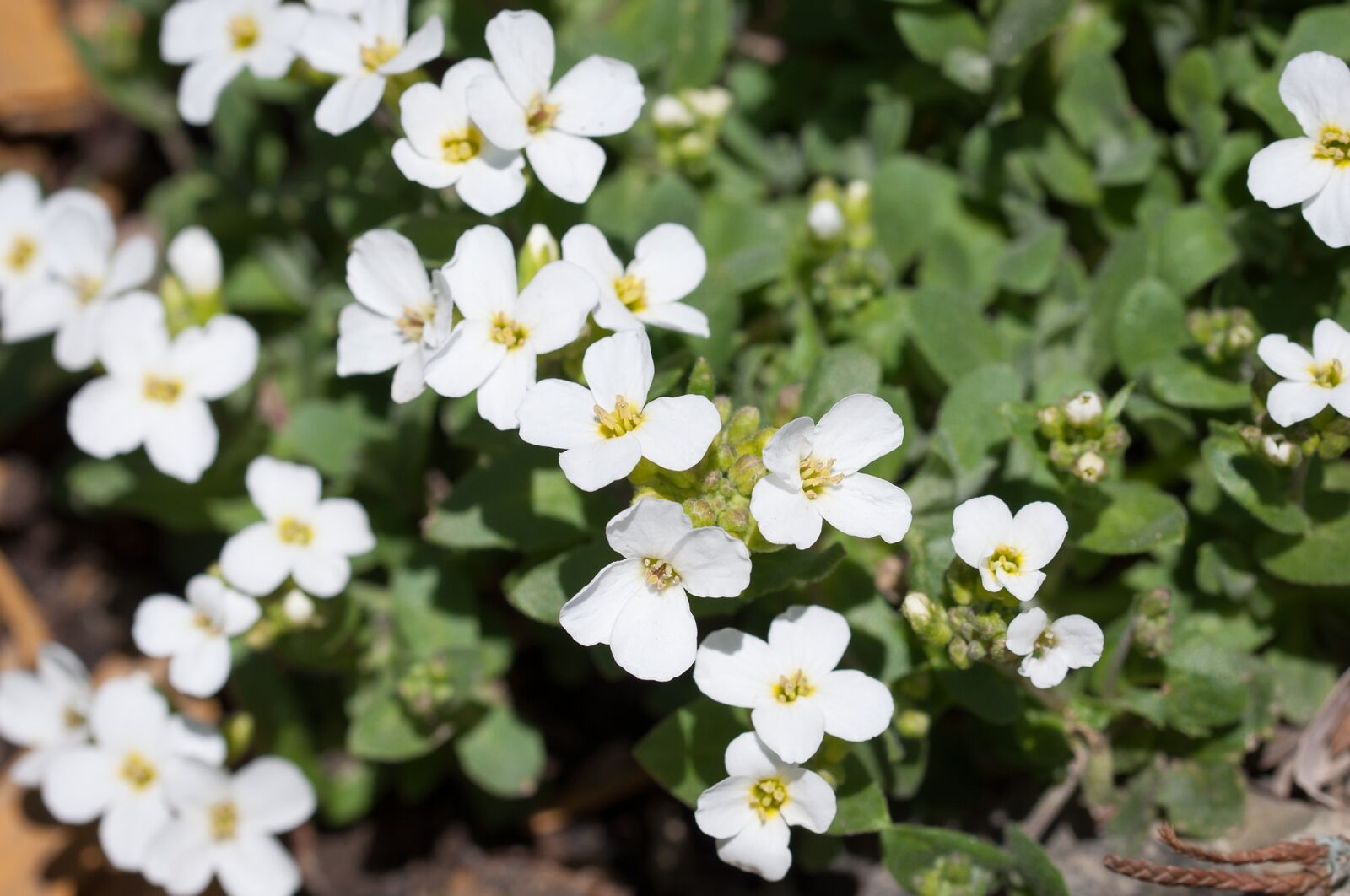 Nikon D90 sample photo. Cress, cruciferous, flowers photography