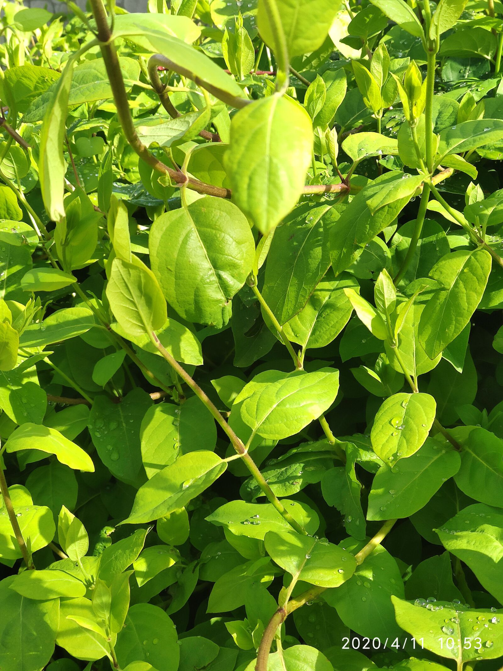 Xiaomi Mi 9T sample photo. Leaves, honeysuckle, forest photography