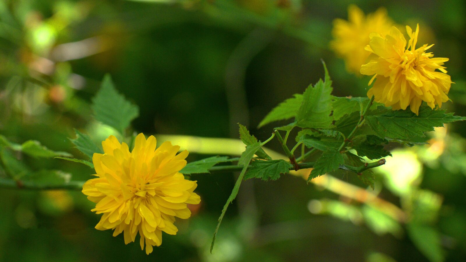 Panasonic Lumix DMC-GX85 (Lumix DMC-GX80 / Lumix DMC-GX7 Mark II) sample photo. Flower, nature, yellow photography
