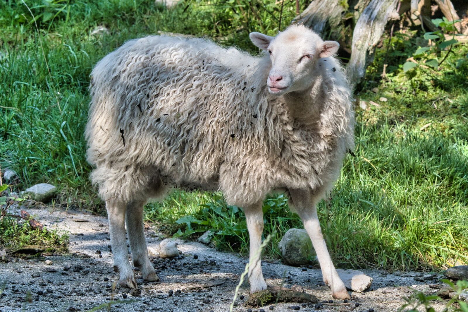 Nikon D7500 sample photo. Wild sheep, sheep, animal photography