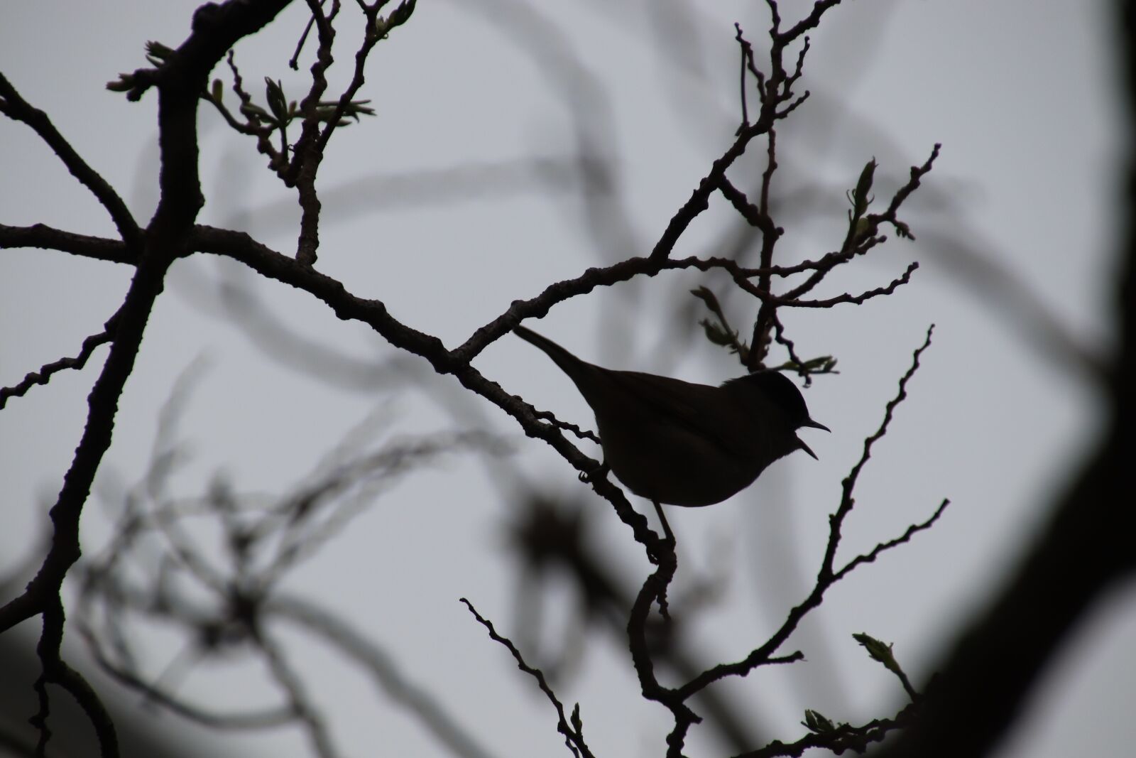 Canon EOS 800D (EOS Rebel T7i / EOS Kiss X9i) sample photo. Birds, singer, garden photography