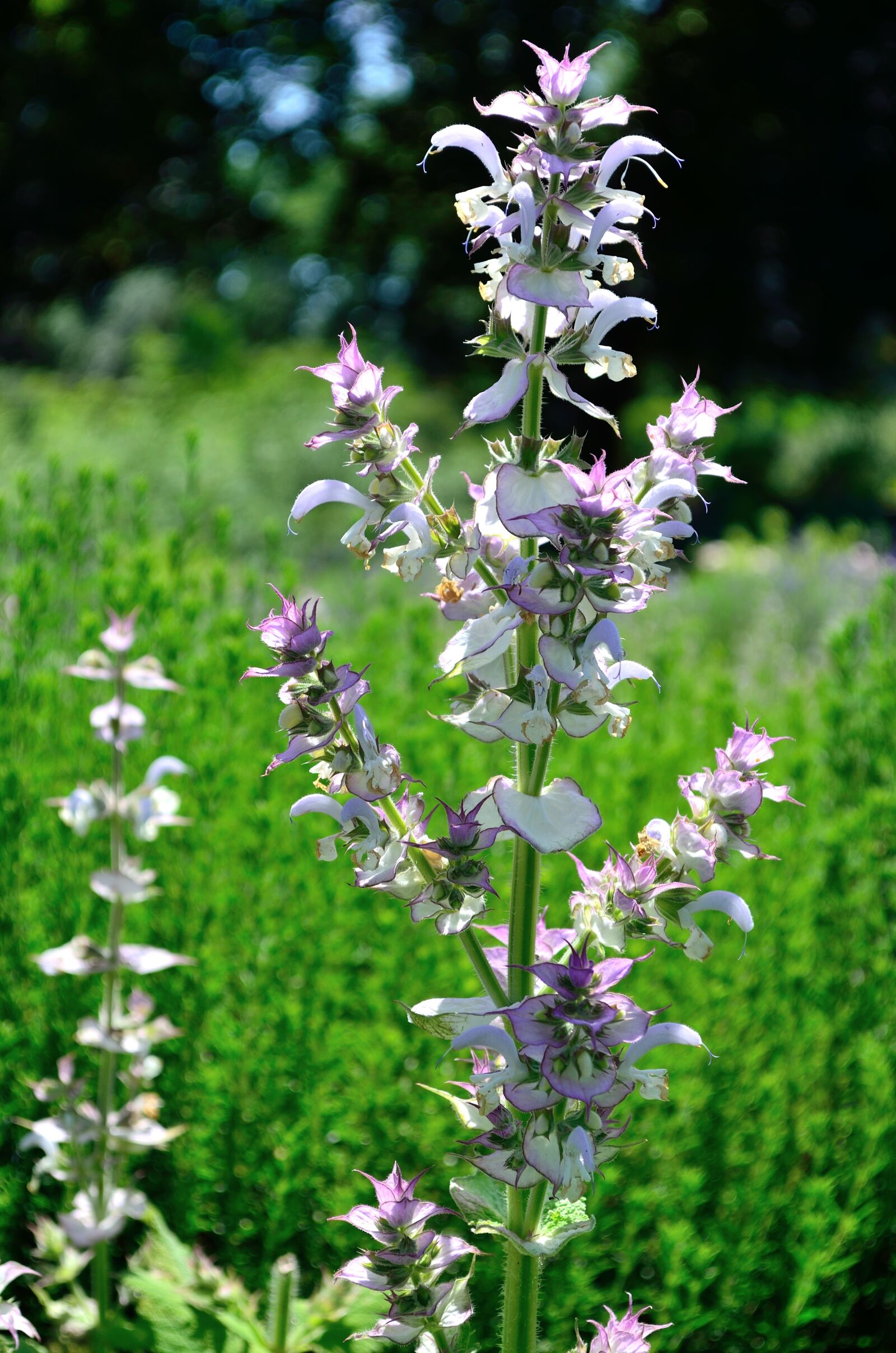 Nikon D5100 sample photo. Flowers, white, fauna photography