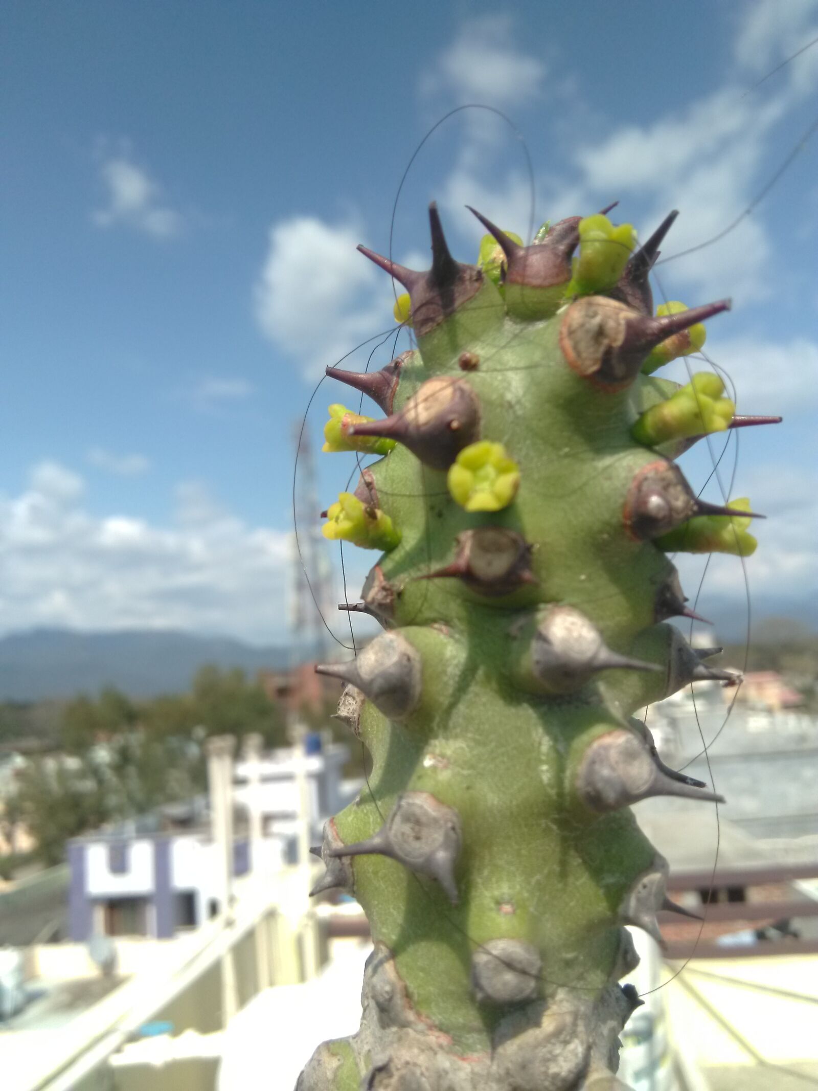 HMD Global Nokia 2 sample photo. Cactus, green, thorns photography