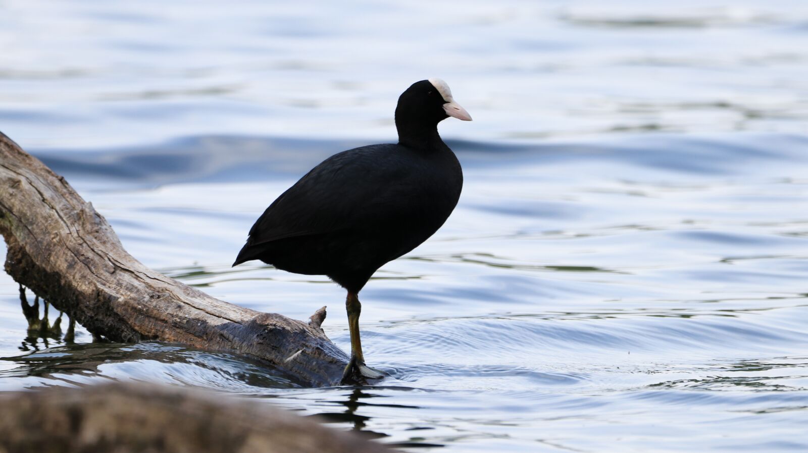 150-600mm F5-6.3 DG OS HSM | Contemporary 015 sample photo. Nature, lake, bank photography